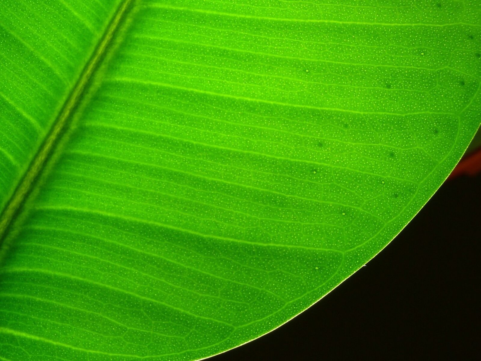Panasonic Lumix DMC-FZ40 (Lumix DMC-FZ45) sample photo. Leaf, plant, lived photography