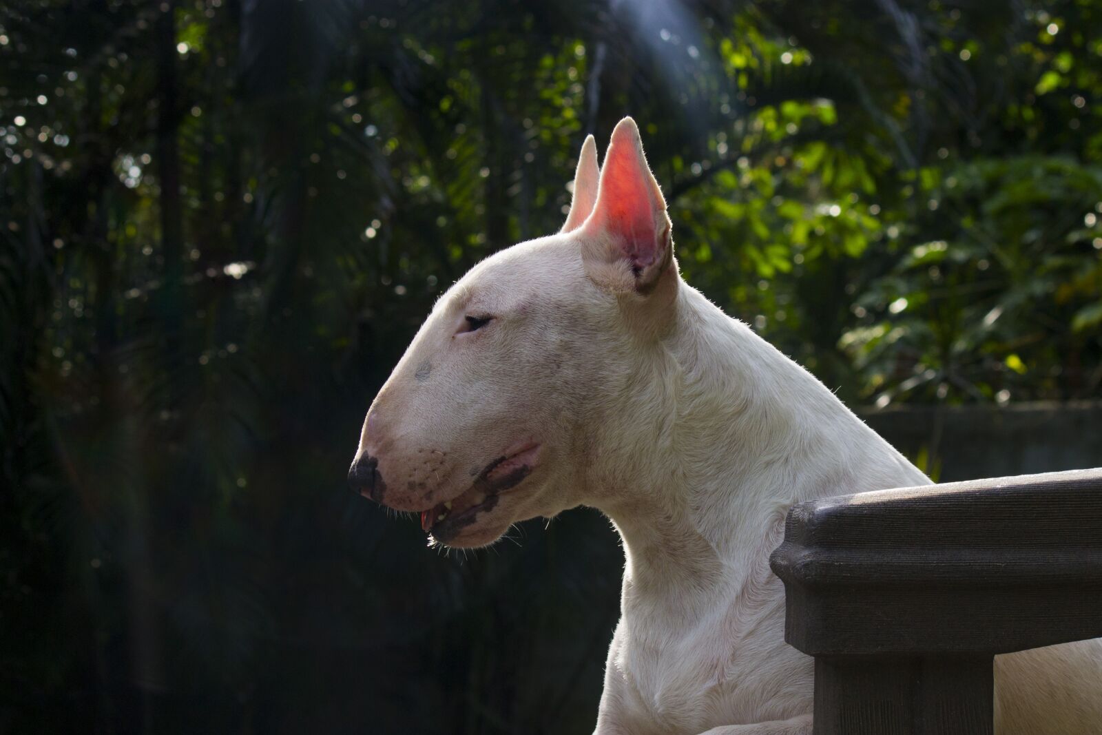 Canon EF-S 55-250mm F4-5.6 IS sample photo. Bullterrier, dog, white dog photography