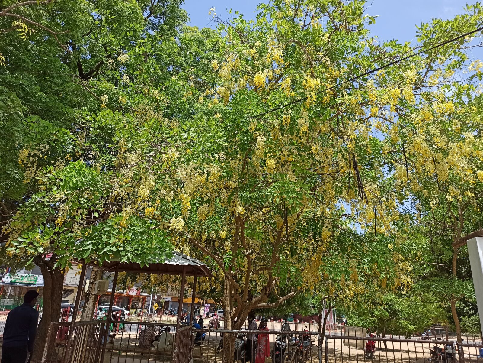 Xiaomi Redmi Note 8 Pro sample photo. Flower tree, temple, god photography