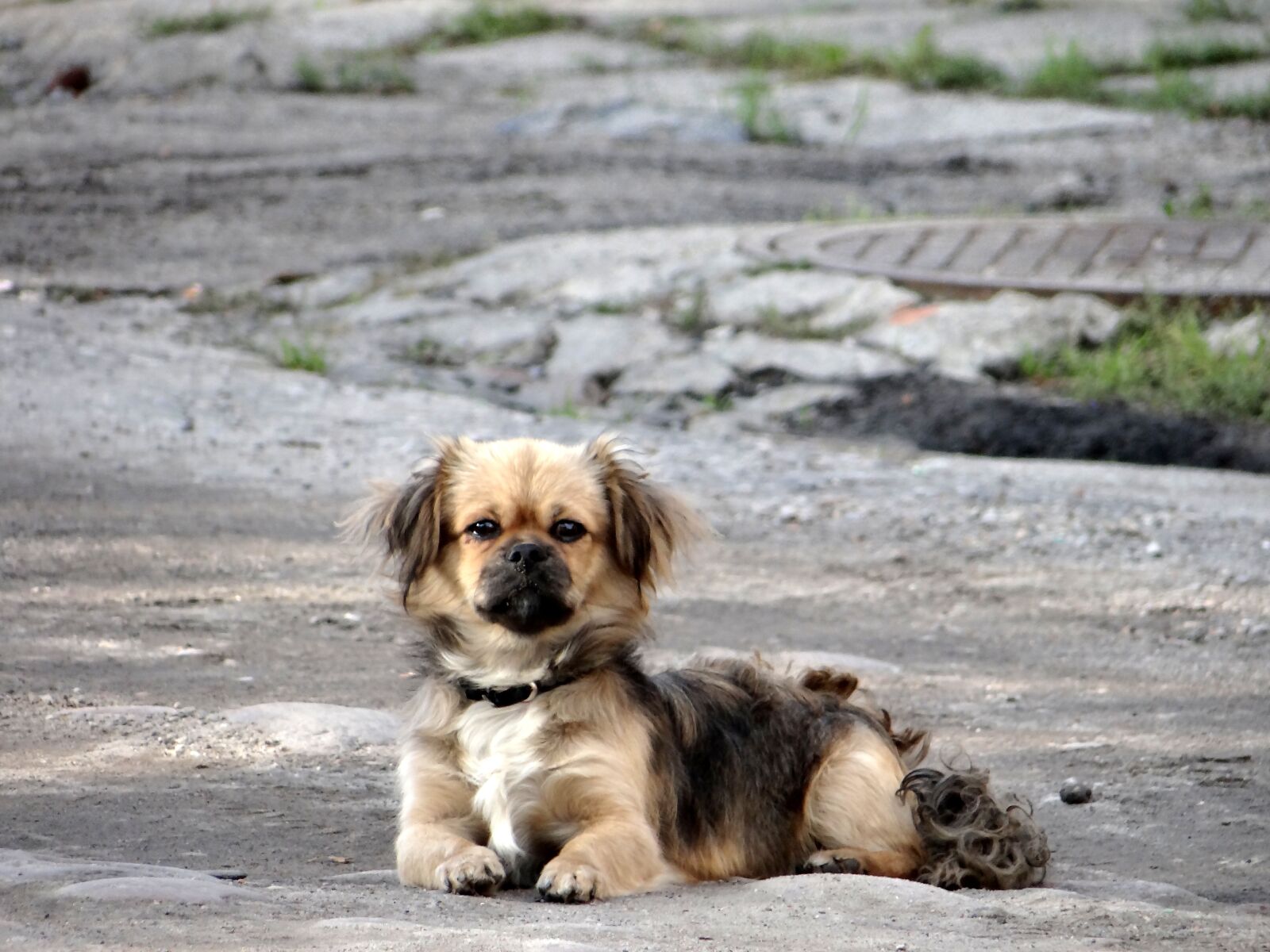 Sony DSC-HX200V sample photo. Dog, small, animal photography