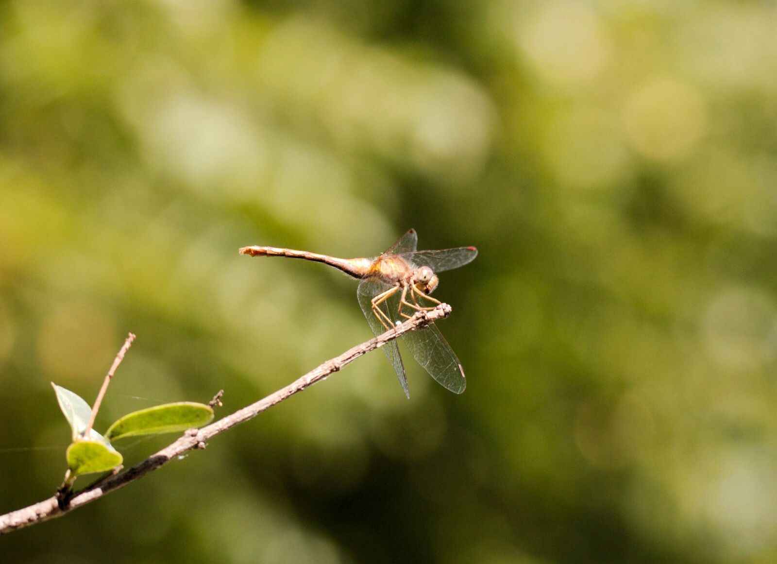 Canon EOS 550D (EOS Rebel T2i / EOS Kiss X4) sample photo. Dragonfly, insect, nature photography