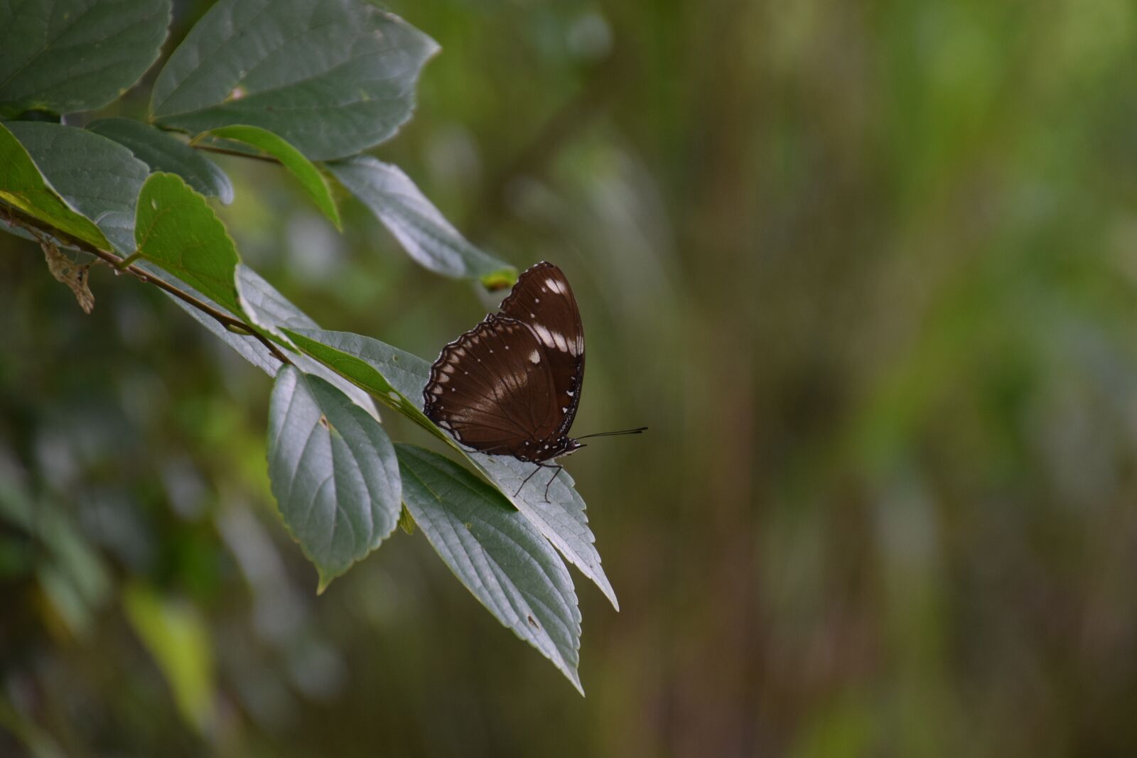 Nikon D5300 sample photo. Butterfly, natural, leave photography