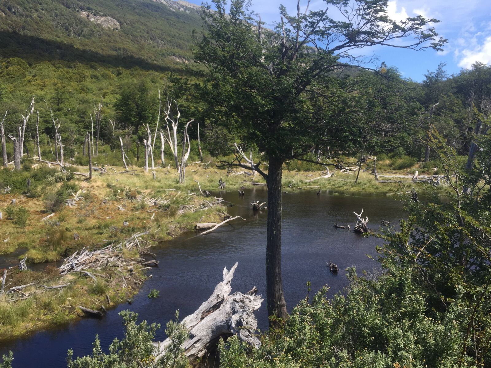 iPhone 6 back camera 4.15mm f/2.2 sample photo. Nature reserve, ushuaia, argentina photography