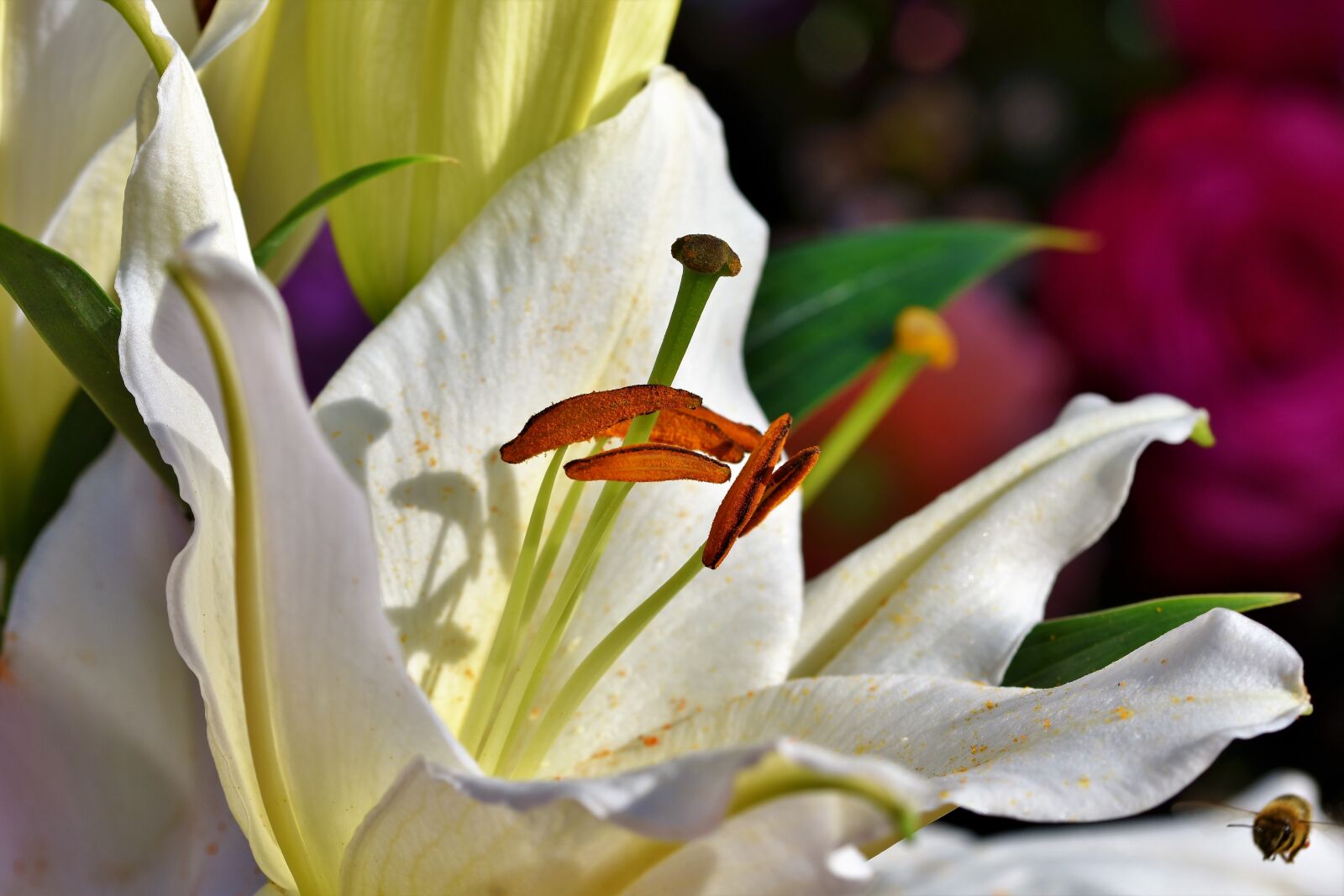 Nikon D7200 sample photo. Lily, blossom, bloom photography
