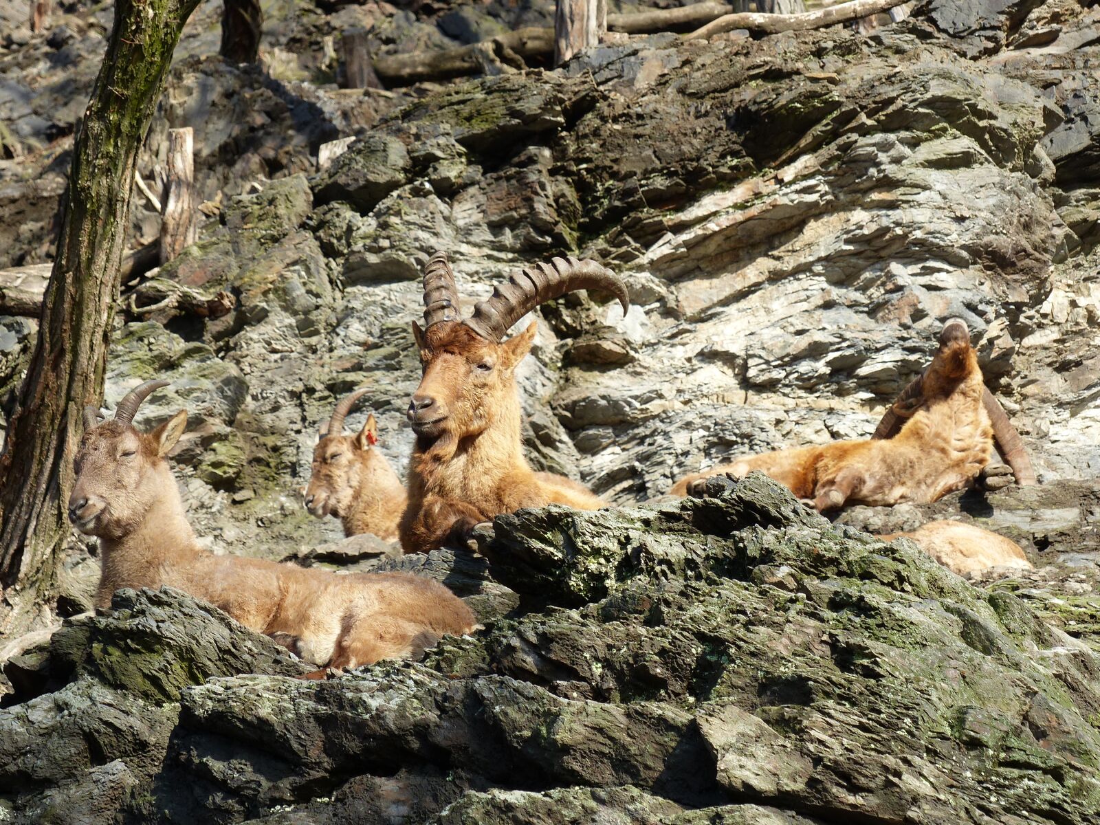 Panasonic Lumix DMC-FZ200 sample photo. Zoo, animals, capricorn photography