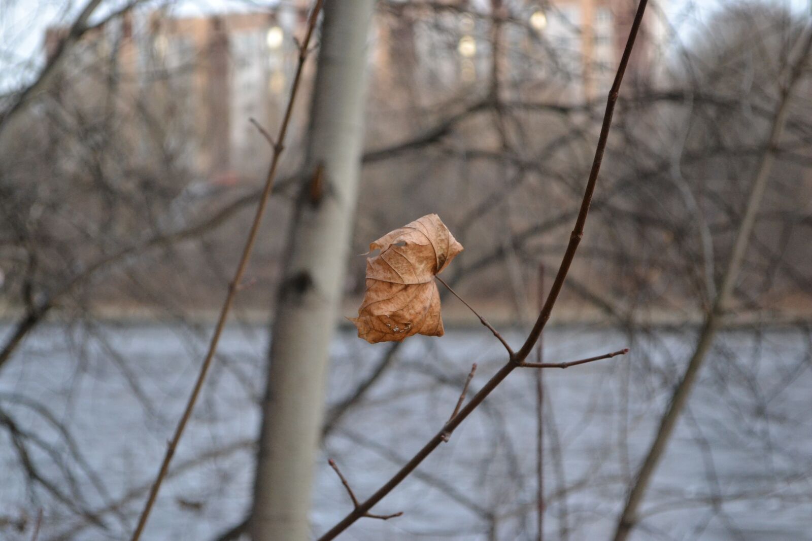 Nikon D3100 sample photo. Sheet, dry leaves, dry photography
