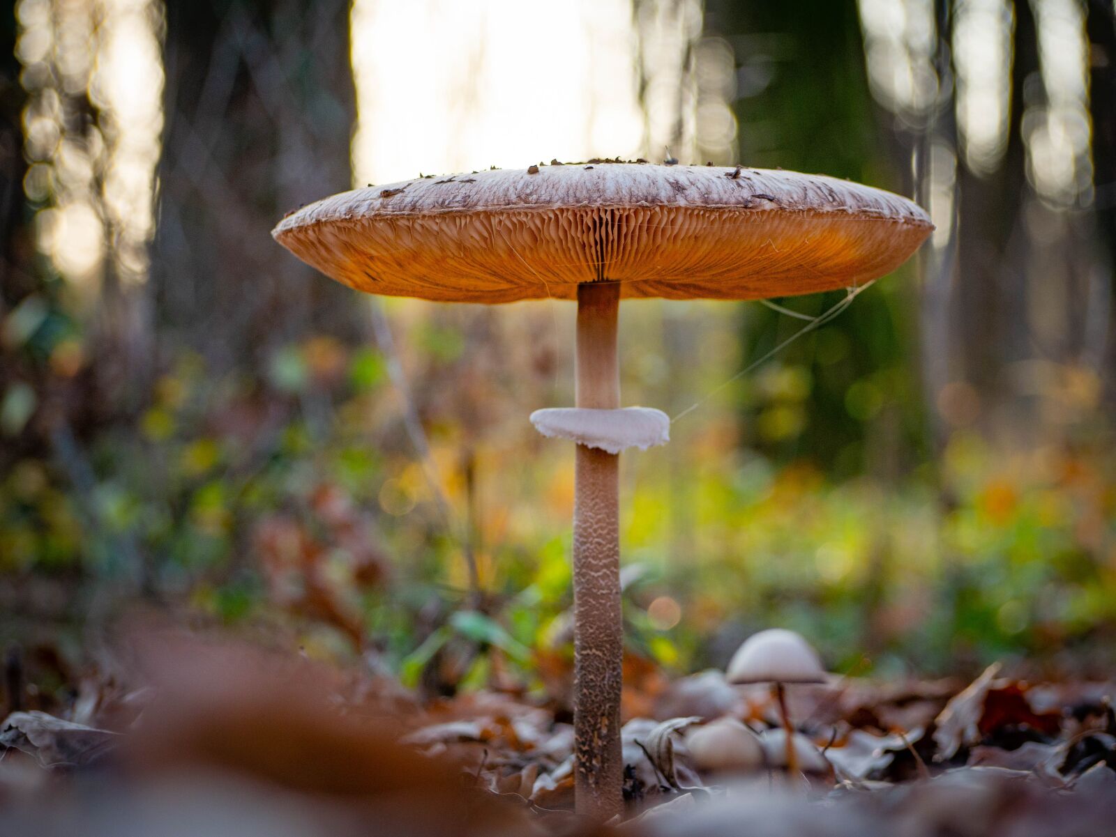 Olympus M.Zuiko Digital ED 40-150mm F4-5.6 R sample photo. Mushroom, landscape, forest photography