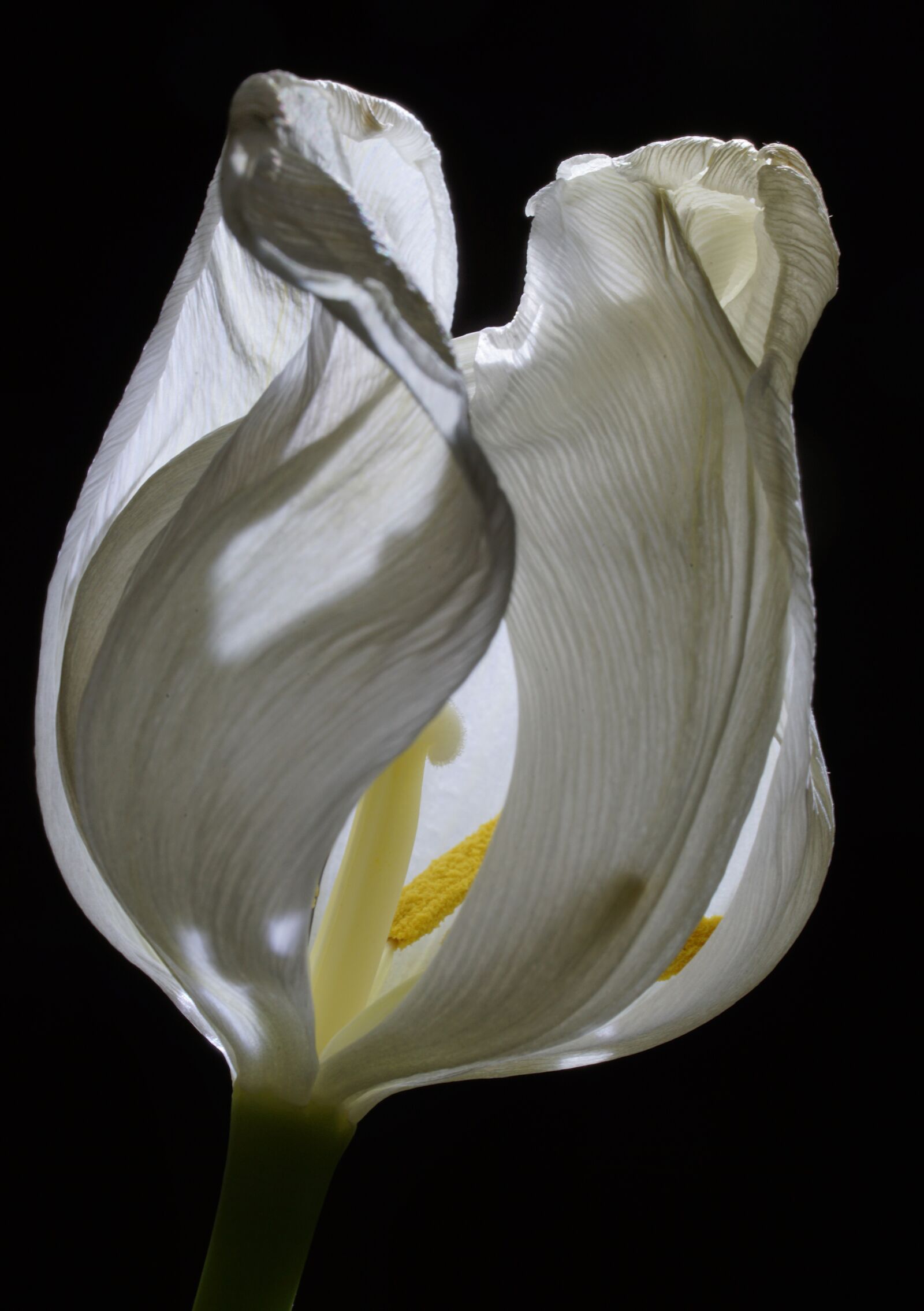 Sony FE 90mm F2.8 Macro G OSS sample photo. Tulip, flower, spring photography