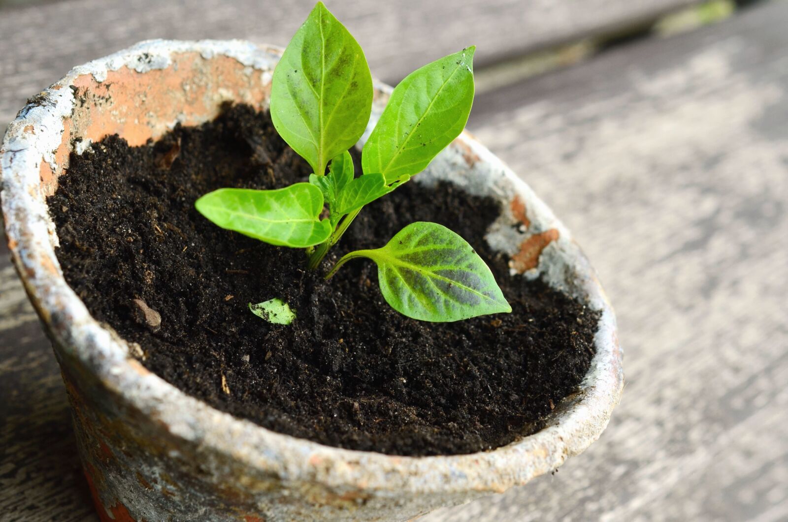 Nikon D5100 sample photo. Humus, plant, pots, pottery photography