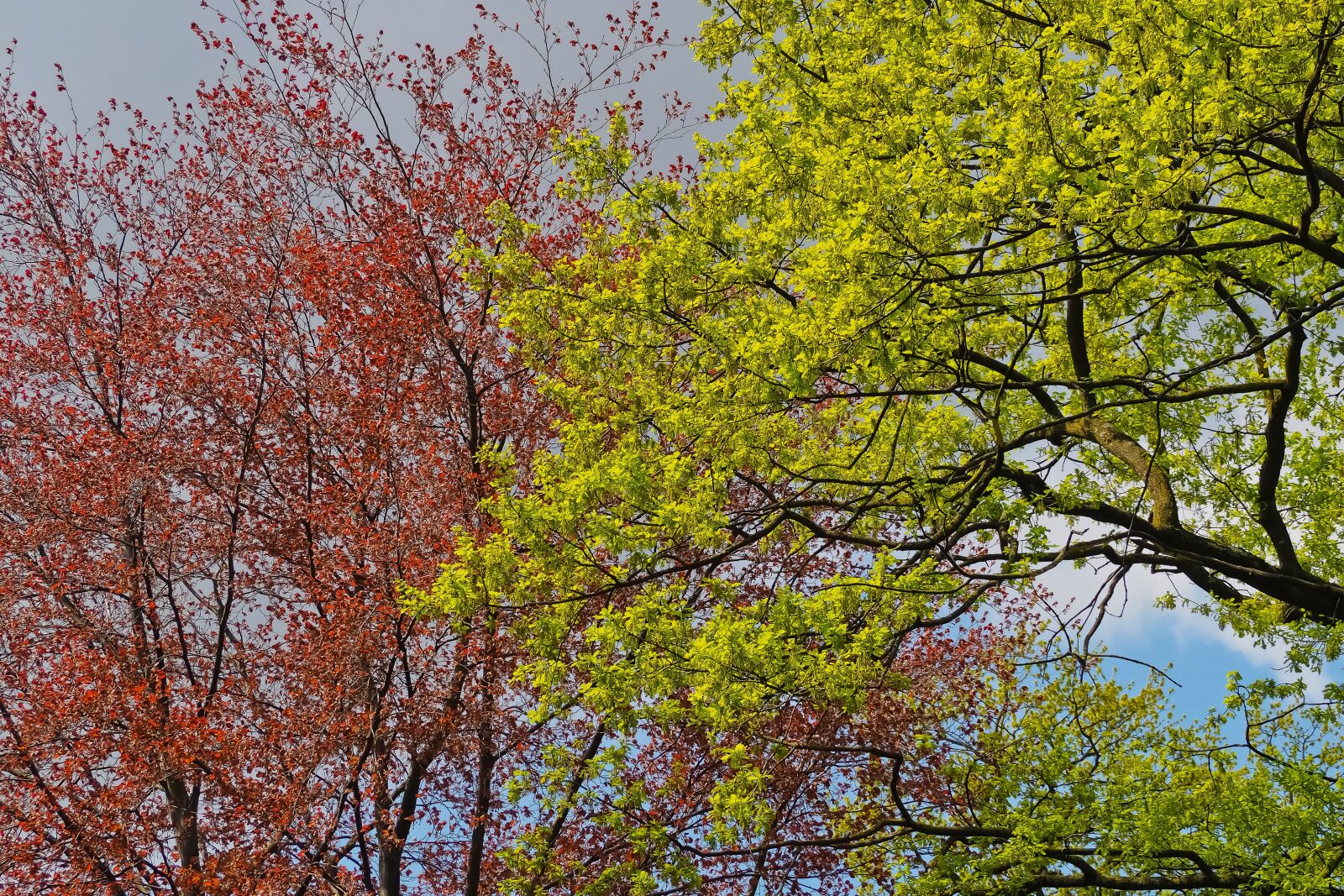 Olympus OM-D E-M10 sample photo. Trees, nature, season photography