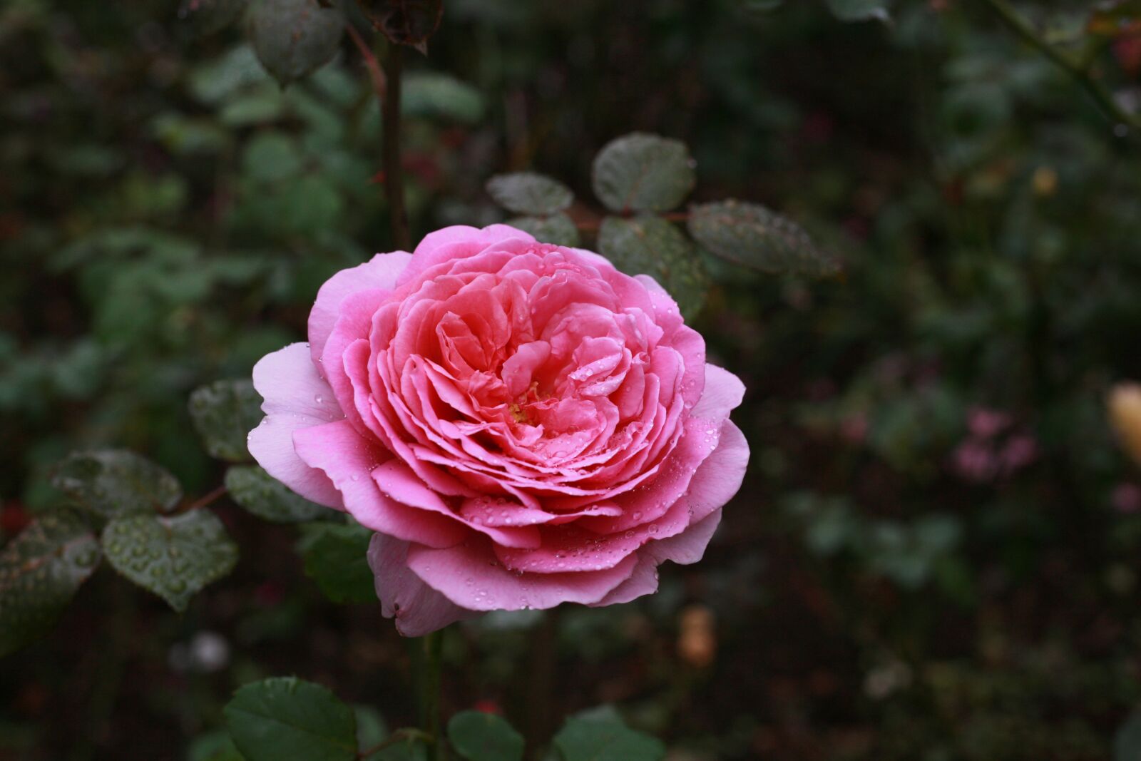 Canon EOS 5D sample photo. Rose, flowers, nature photography
