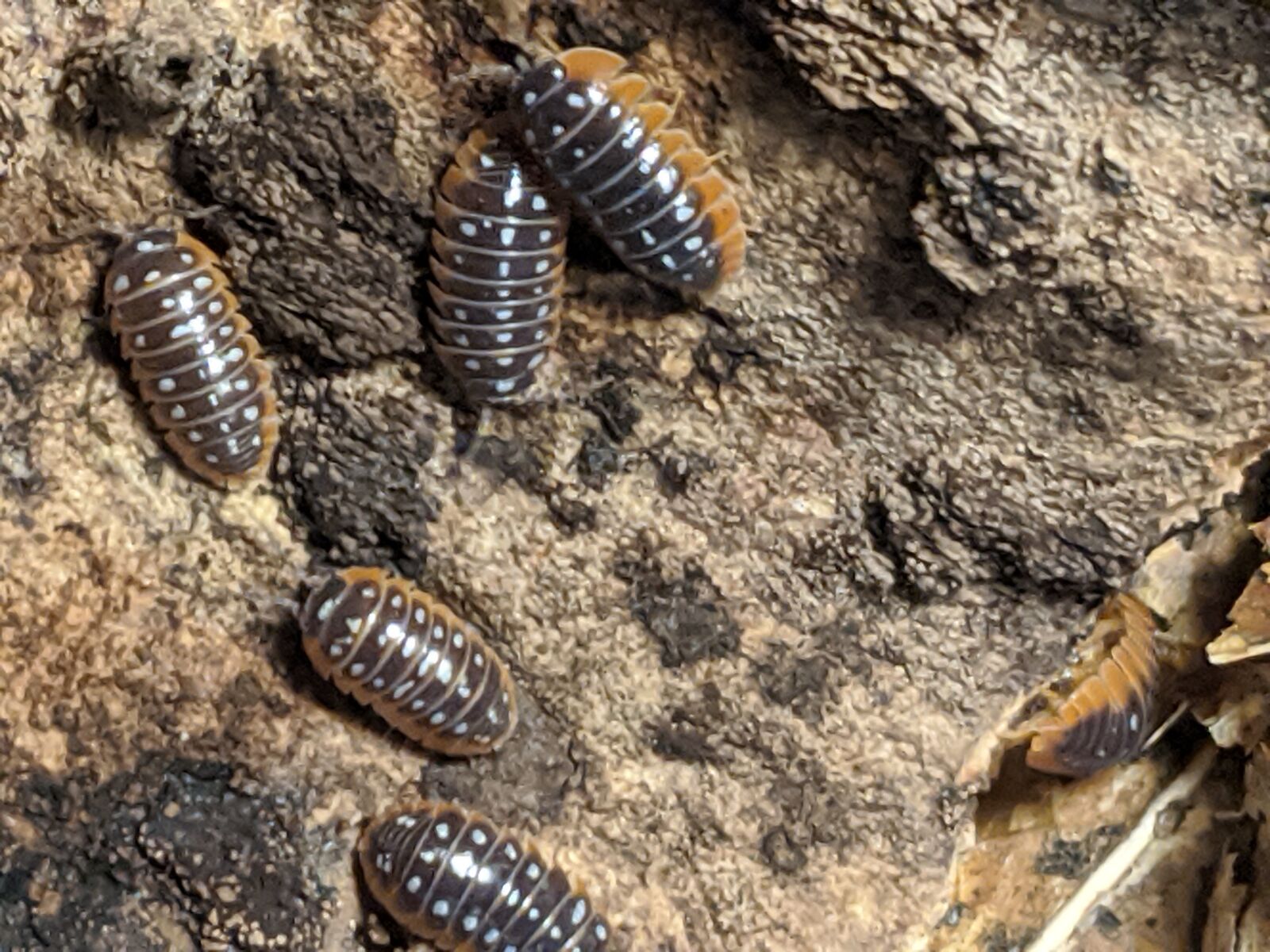 Google Pixel 2 XL sample photo. Isopods, clown, armadillidium kluggi photography