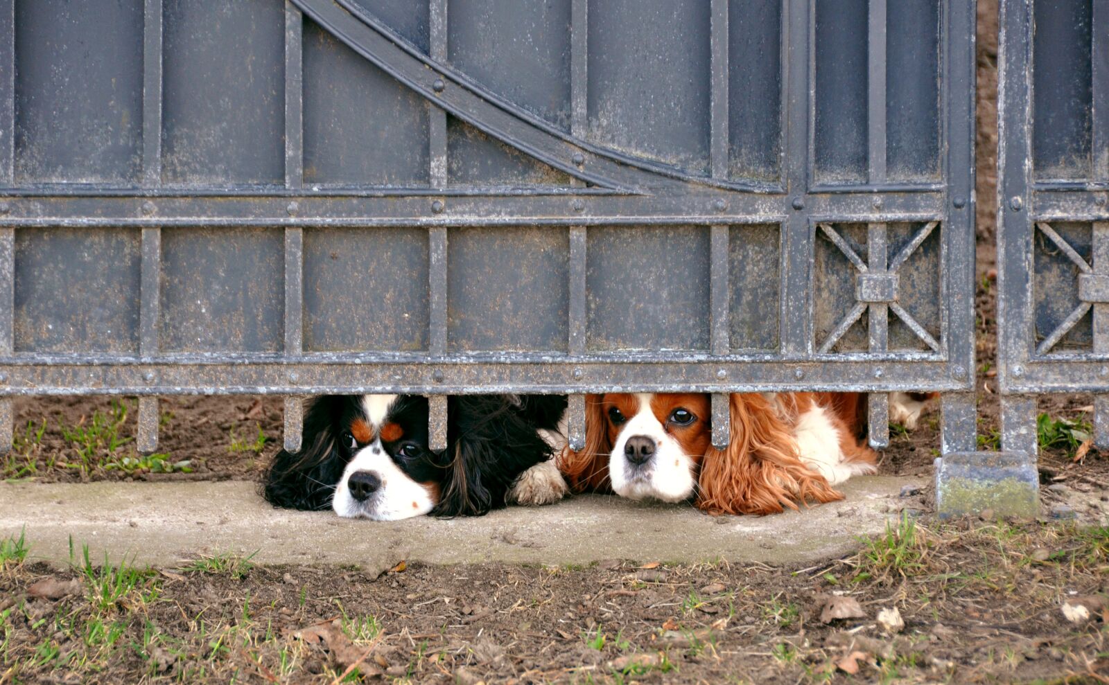 Nikon D90 sample photo. Dog, pets, prison photography
