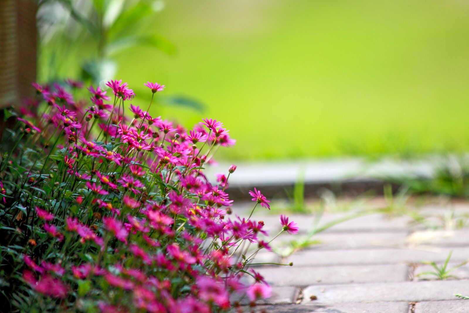 Canon EOS 5D Mark II sample photo. Flowers, nature, garden photography