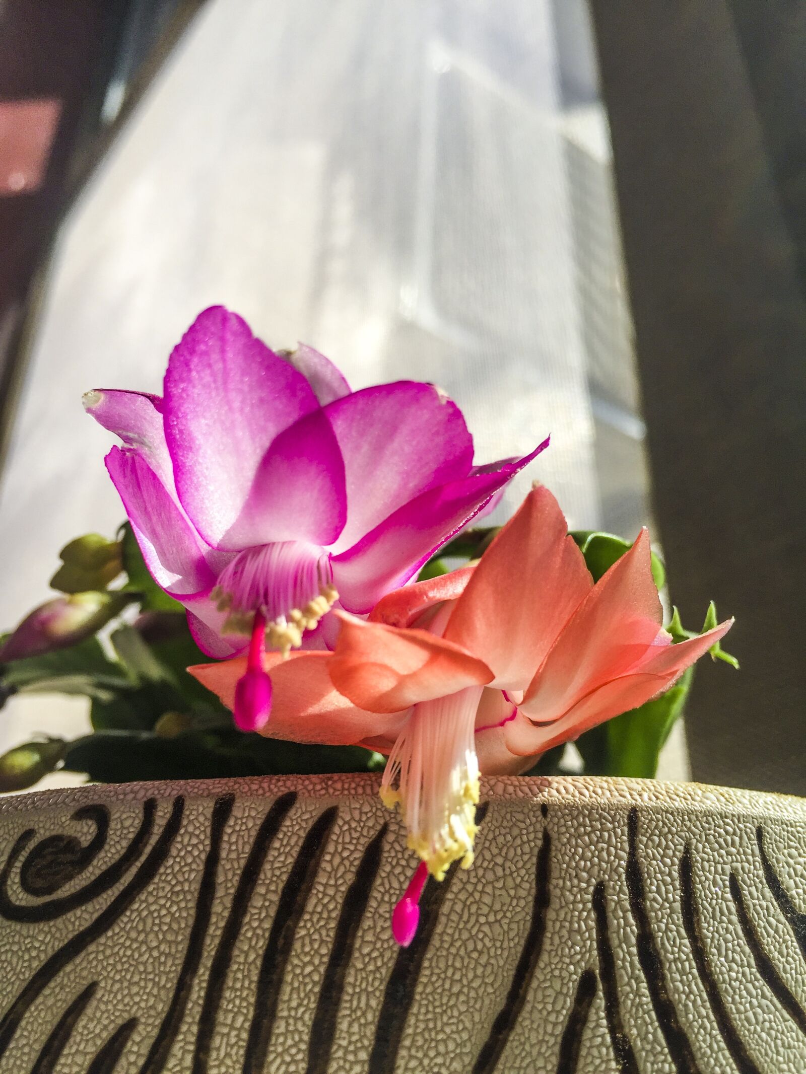 iPhone 6 back camera 4.15mm f/2.2 sample photo. Windows, sunshine, flowers photography