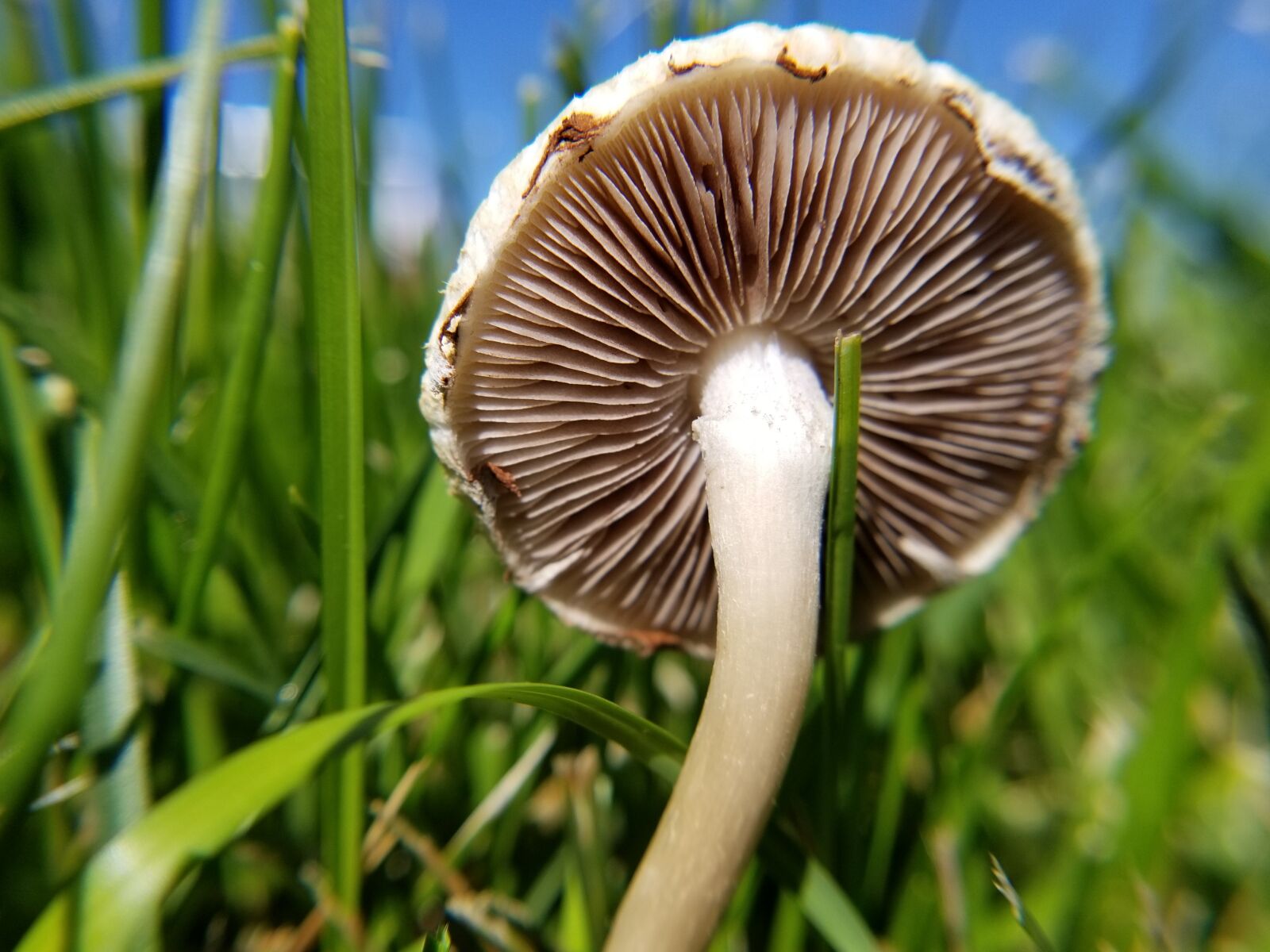 Samsung Galaxy S8 sample photo. Mushroom, food, fresh photography