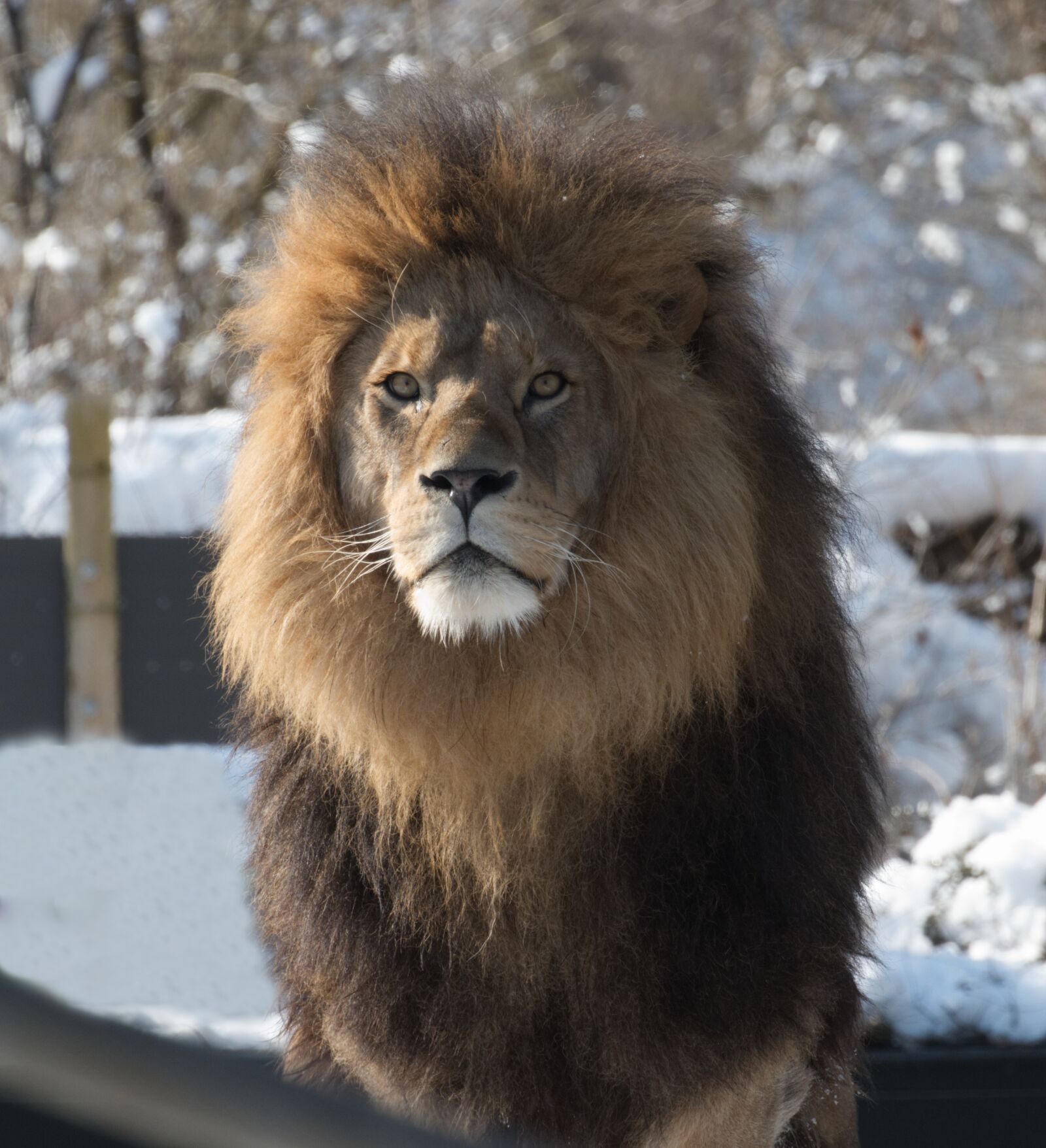 Canon EOS 800D (EOS Rebel T7i / EOS Kiss X9i) sample photo. Lion, predator, zoo photography