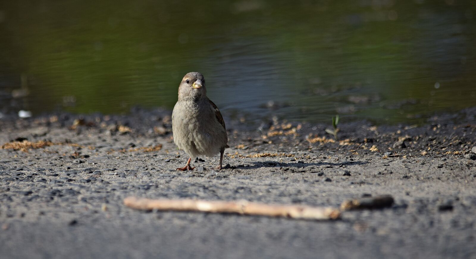Nikon D5300 sample photo. The sparrow, bird, nature photography