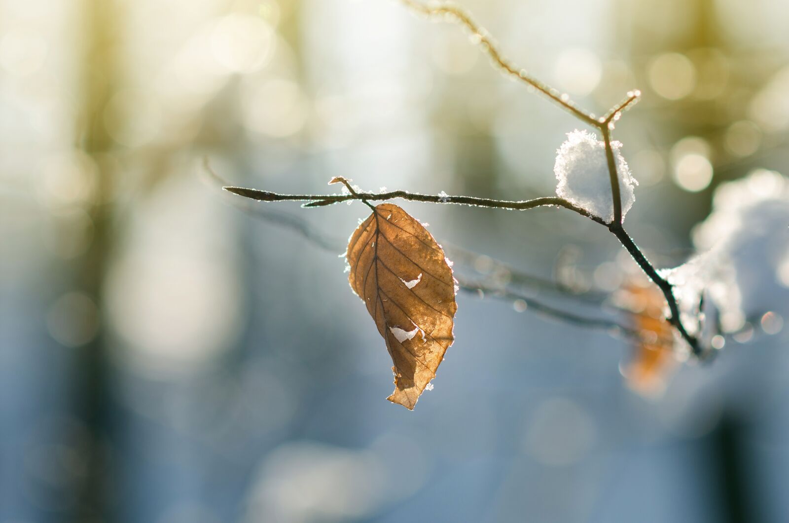 Nikon D5100 sample photo. Winter, forest, frost photography