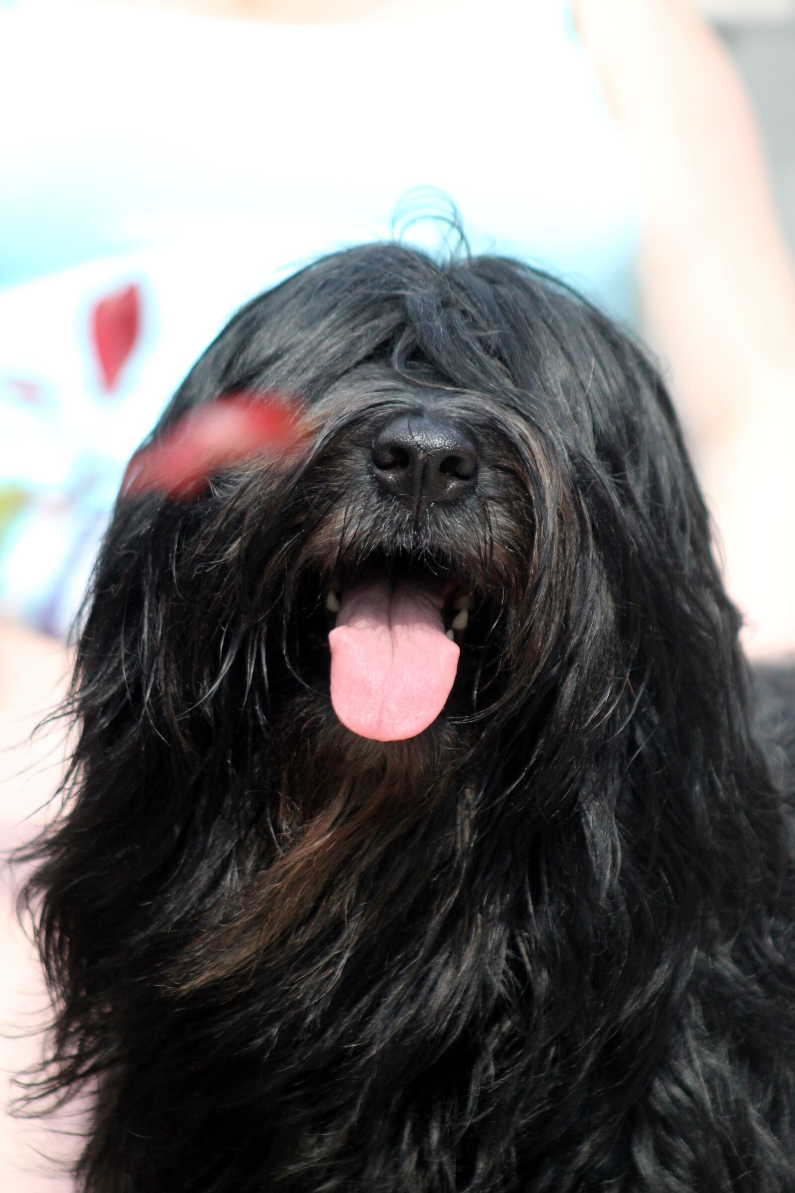 Canon EOS 4000D (EOS Rebel T100 / EOS 3000D) sample photo. Dog, tongue, hairy photography