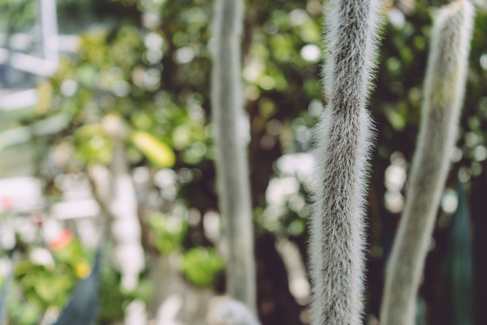 Sony a7 II + Sony FE 28-70mm F3.5-5.6 OSS sample photo. Botanical, botany, cacti, cactus photography