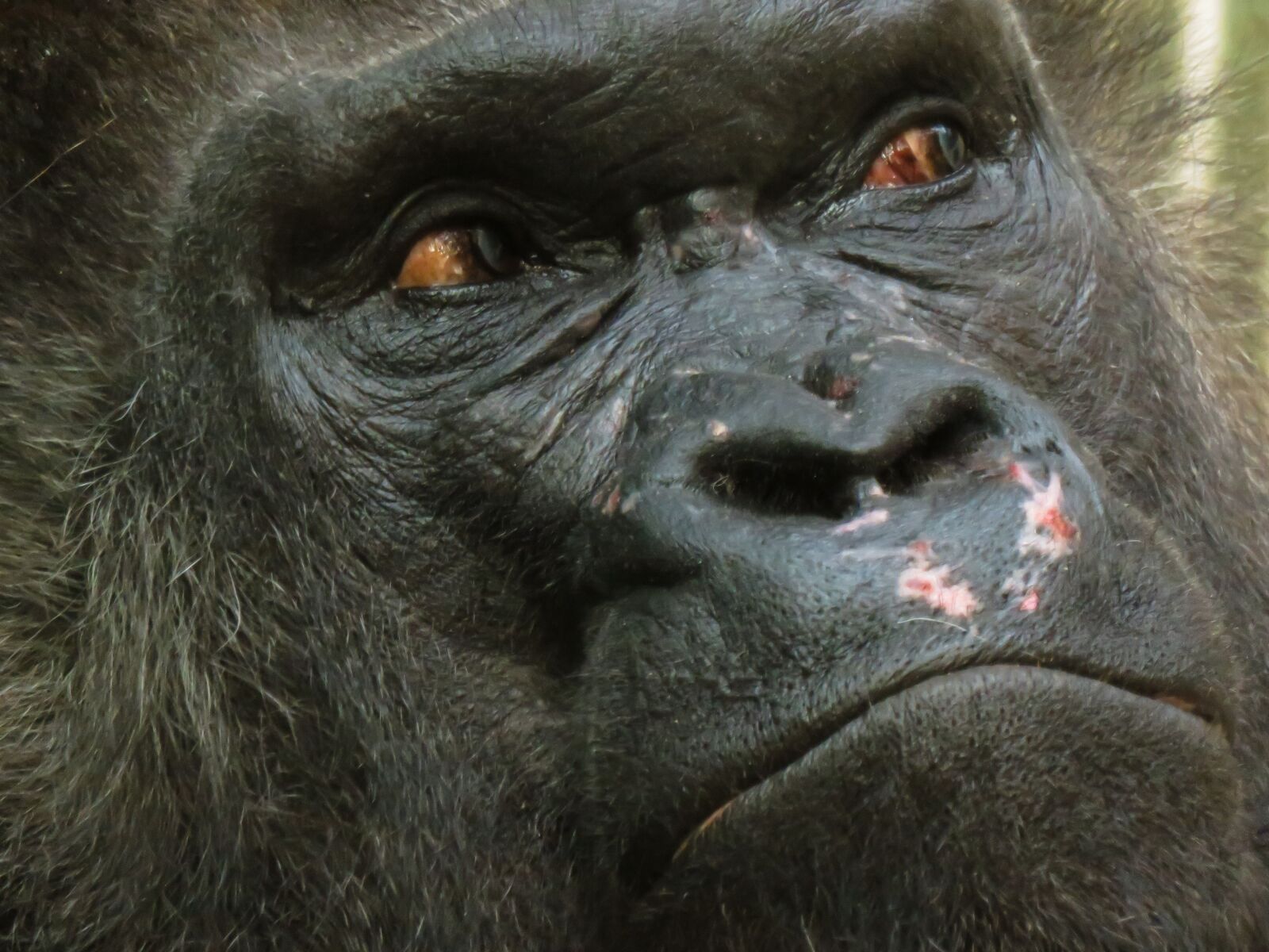 Canon PowerShot SX710 HS sample photo. Animal, monkey, gorilla photography
