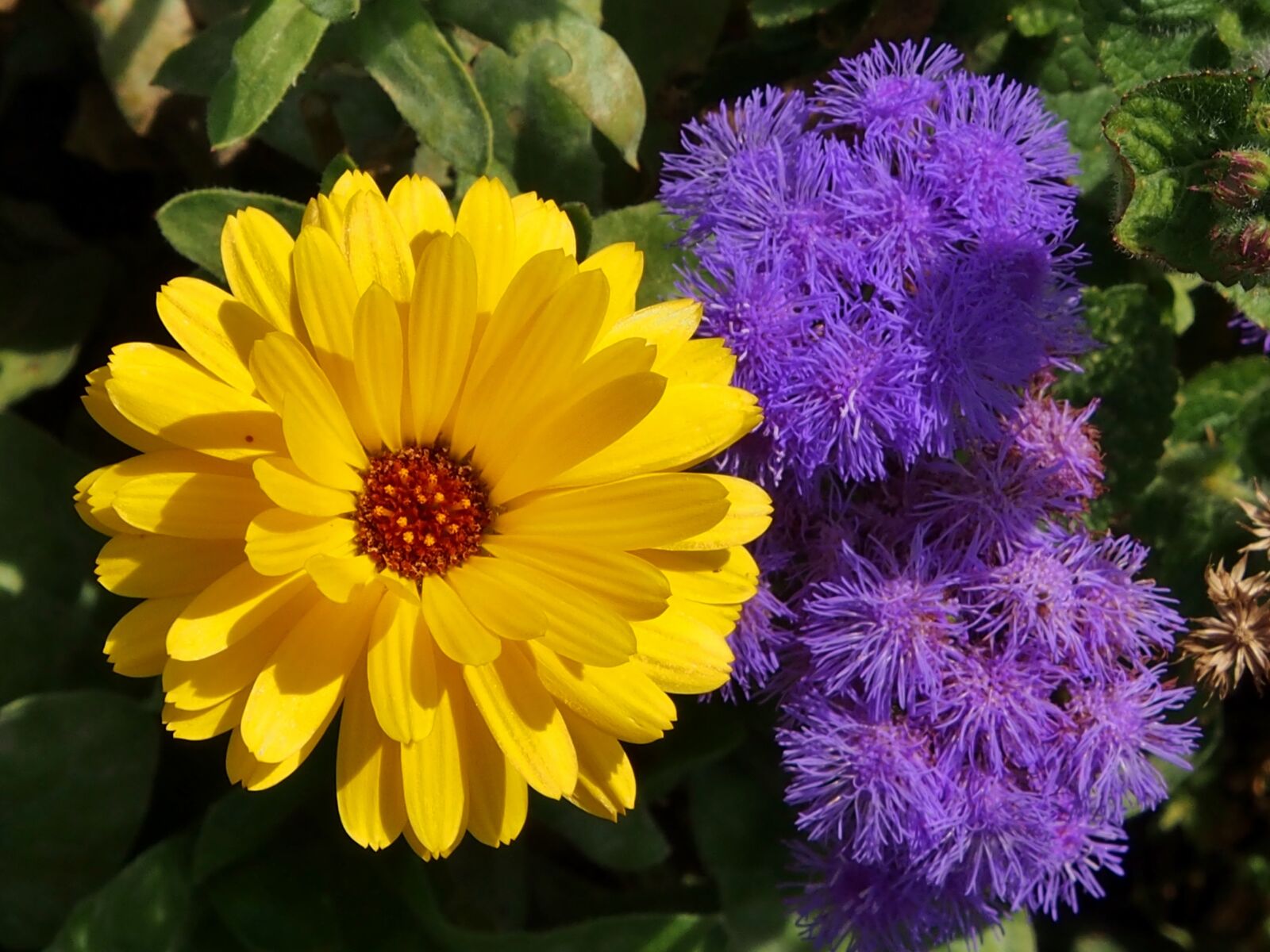 Olympus OM-D E-M5 sample photo. Marigold, purple, yellow flower photography
