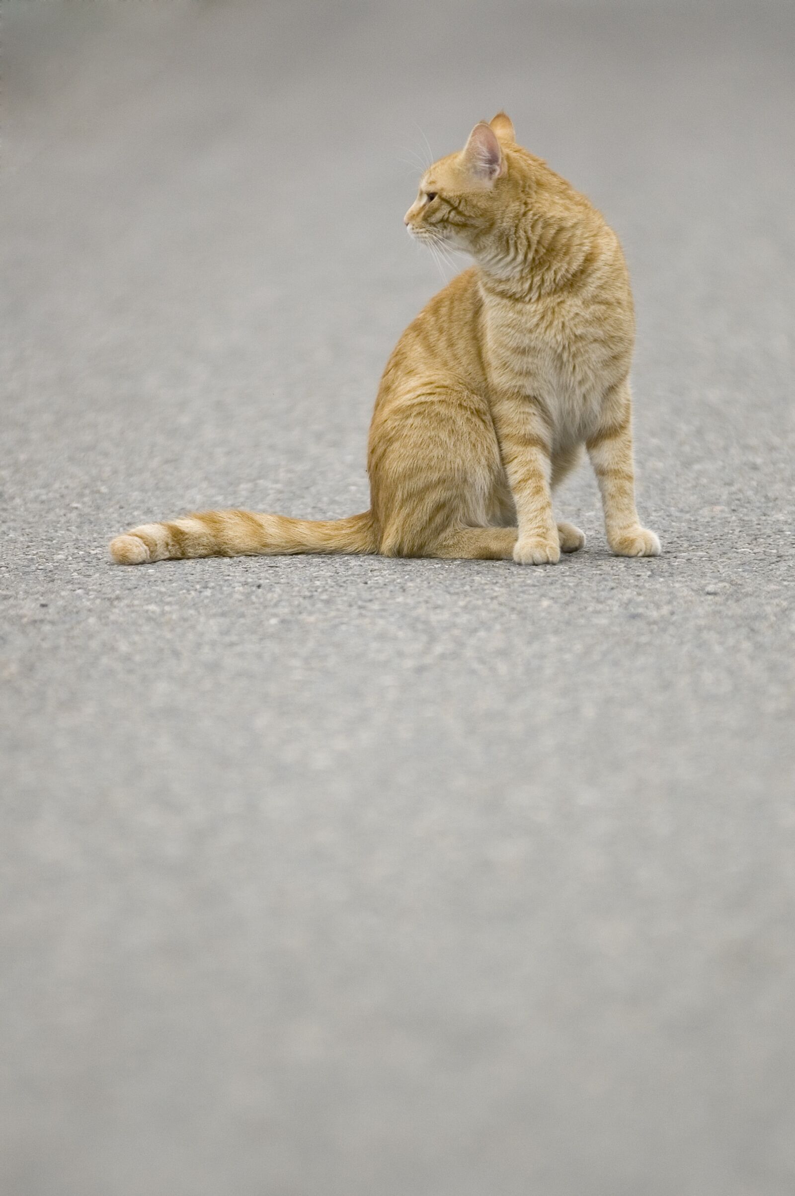 Nikon D50 sample photo. Cat, tomcat, pet photography
