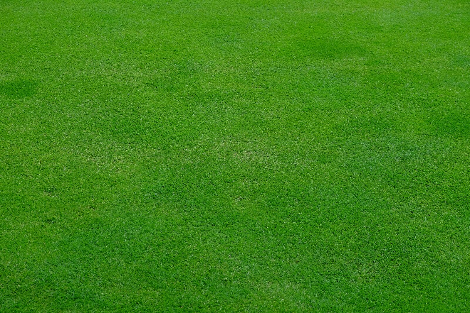 Fujifilm X-T10 sample photo. Rush, meadow, grass photography