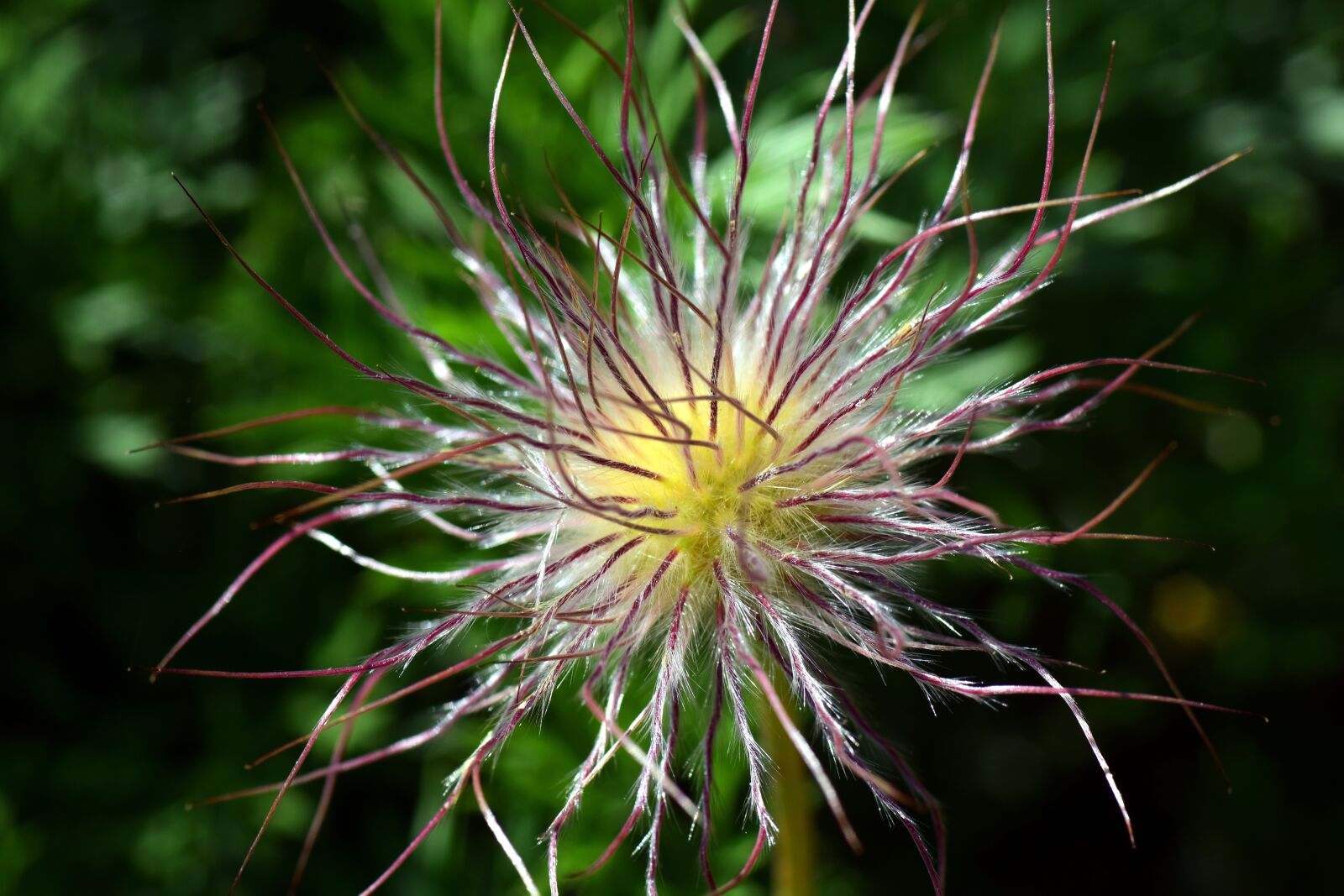 Nikon D3300 sample photo. Pasque flower, pulsatilla vulgaris photography