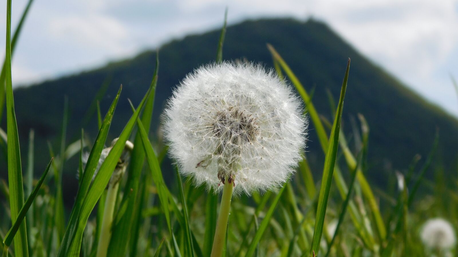 Nikon Coolpix L840 sample photo. Dandelion, flower, spring photography