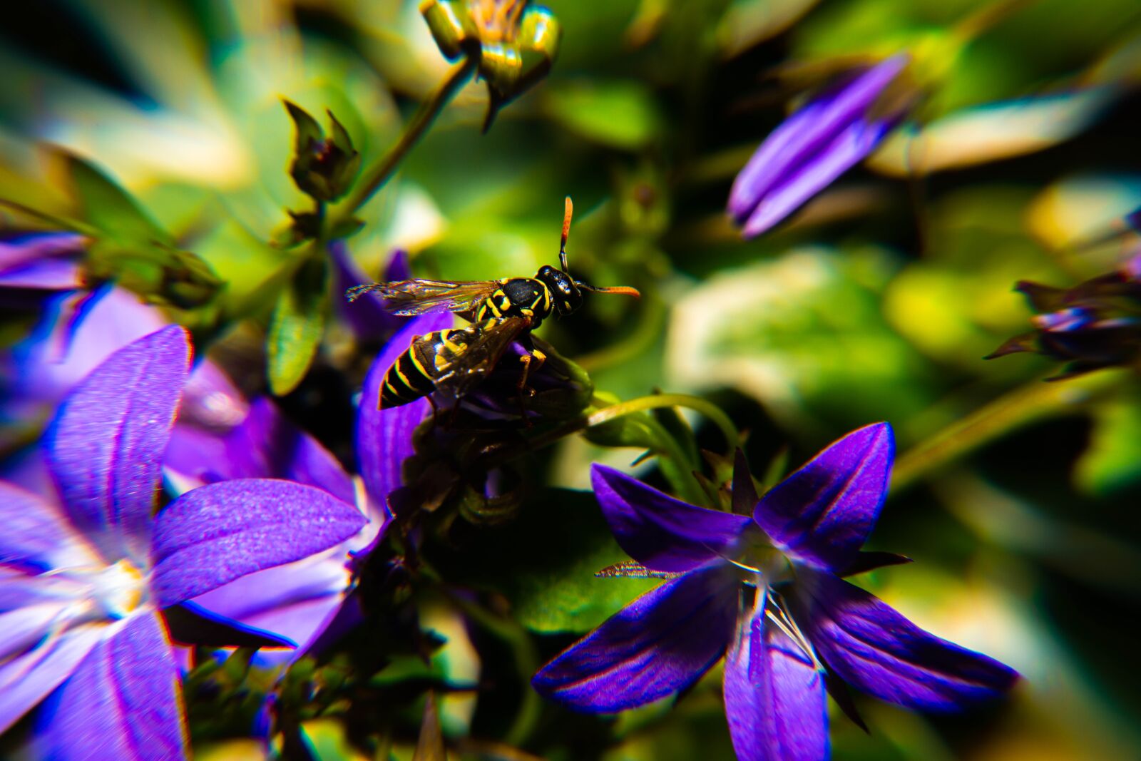 Nikon D850 sample photo. Pollen, blossom, insect photography