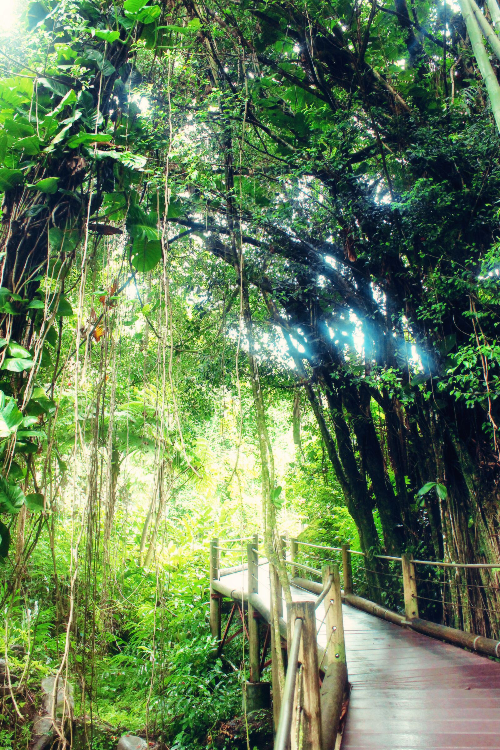 Canon EOS 550D (EOS Rebel T2i / EOS Kiss X4) sample photo. Forest, green, path, trail photography