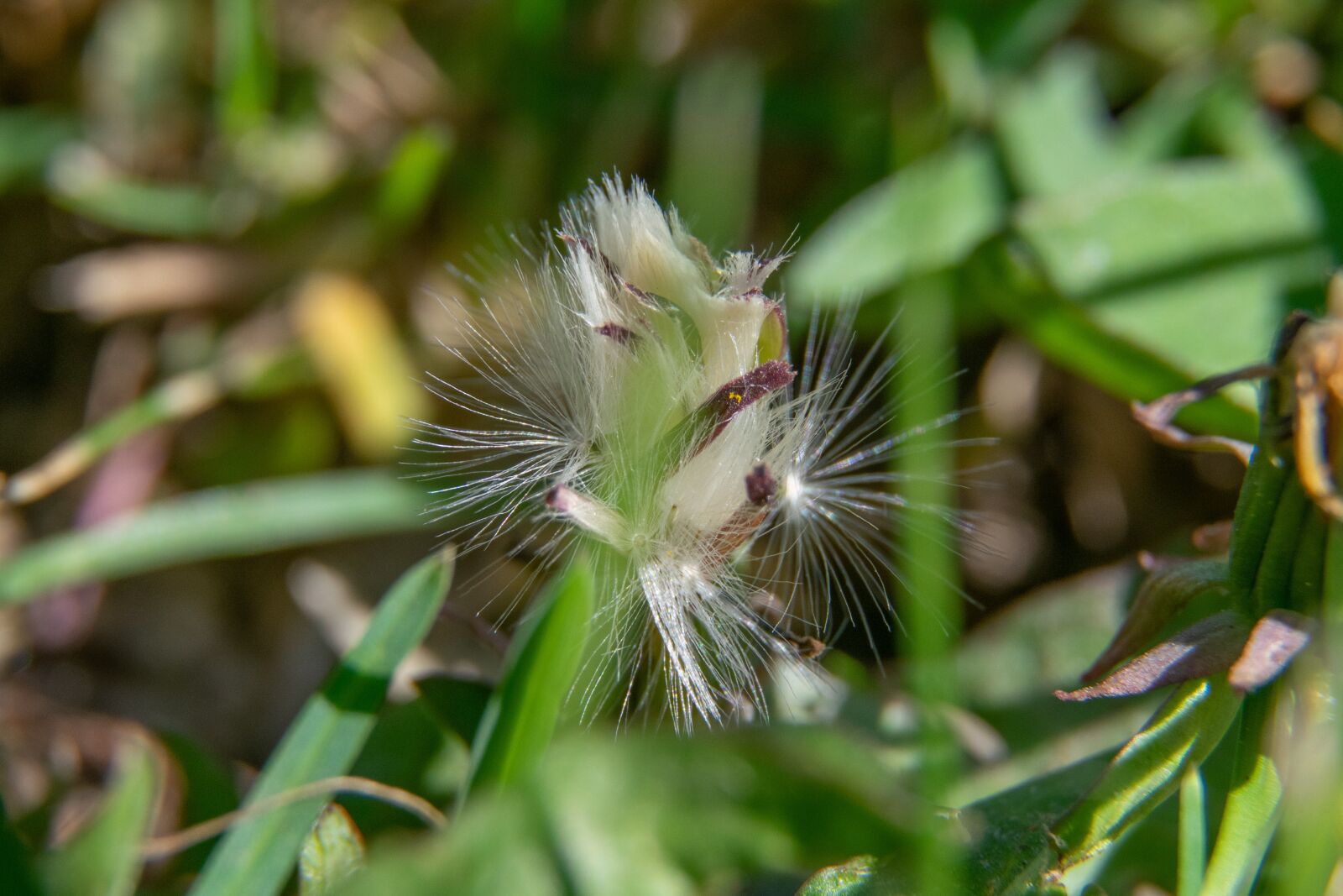 Nikon D3300 sample photo. Garden, flower, dandelion photography