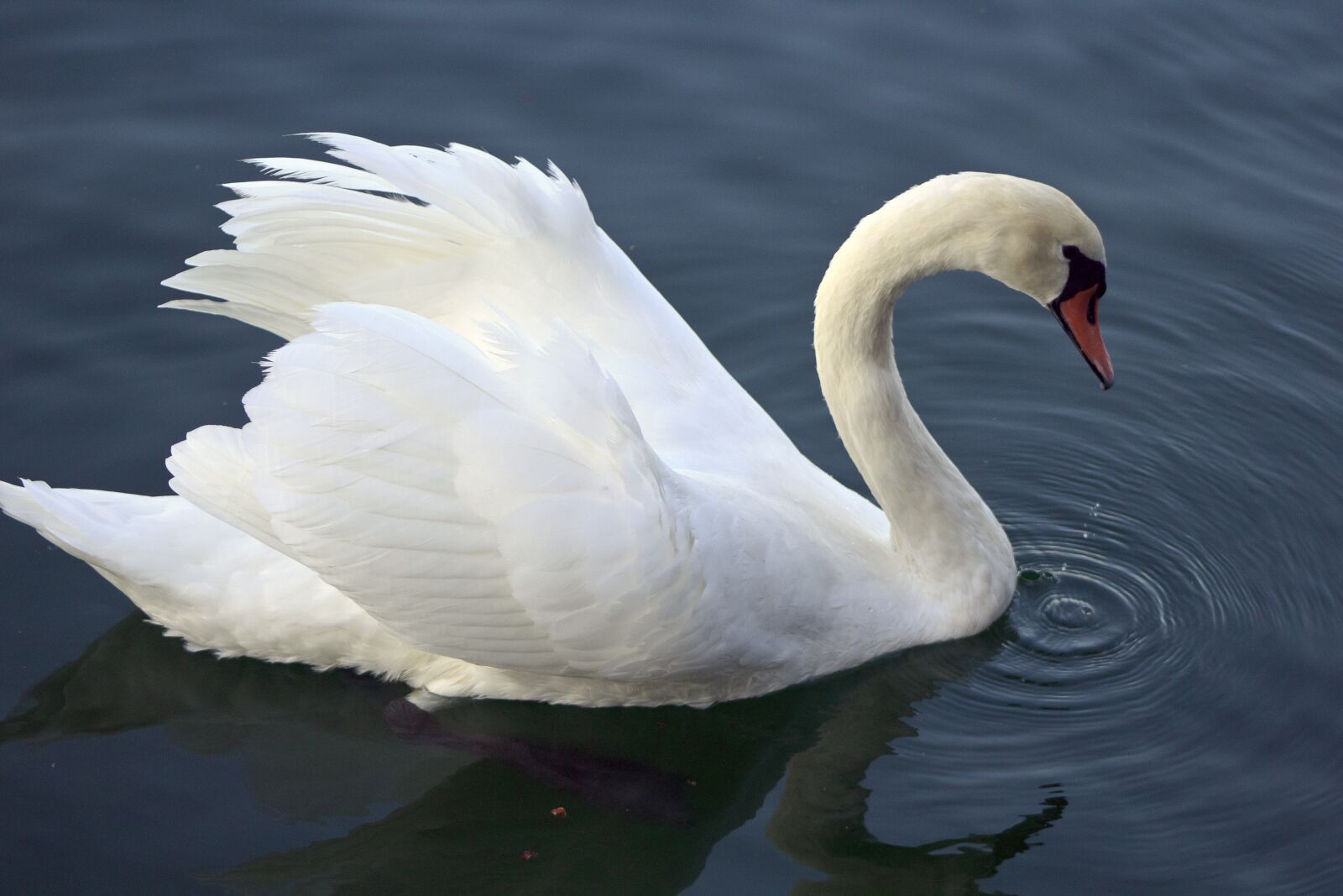 Canon EF 75-300mm f/4-5.6 sample photo. Swan, water, white photography