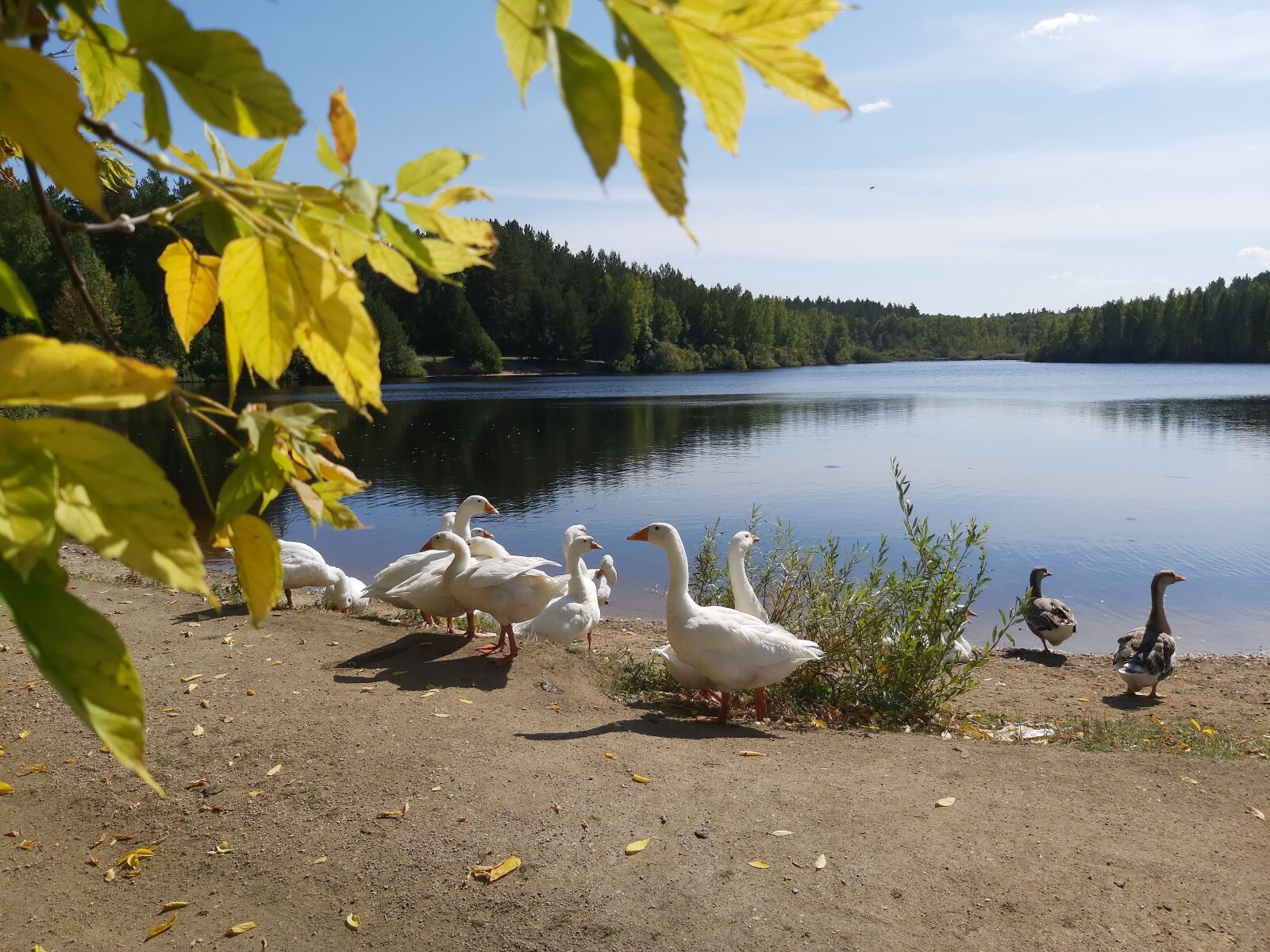 Samsung Galaxy A70 sample photo. Village, lake, birds photography