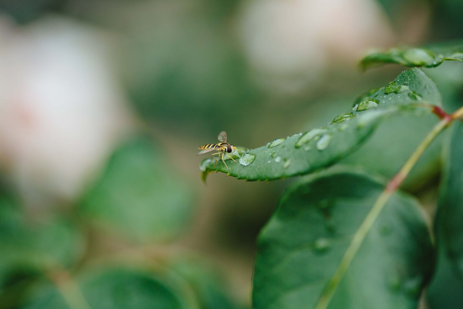 Canon EF 100mm F2.8 Macro USM sample photo. Dew, green leaves, outdoor photography