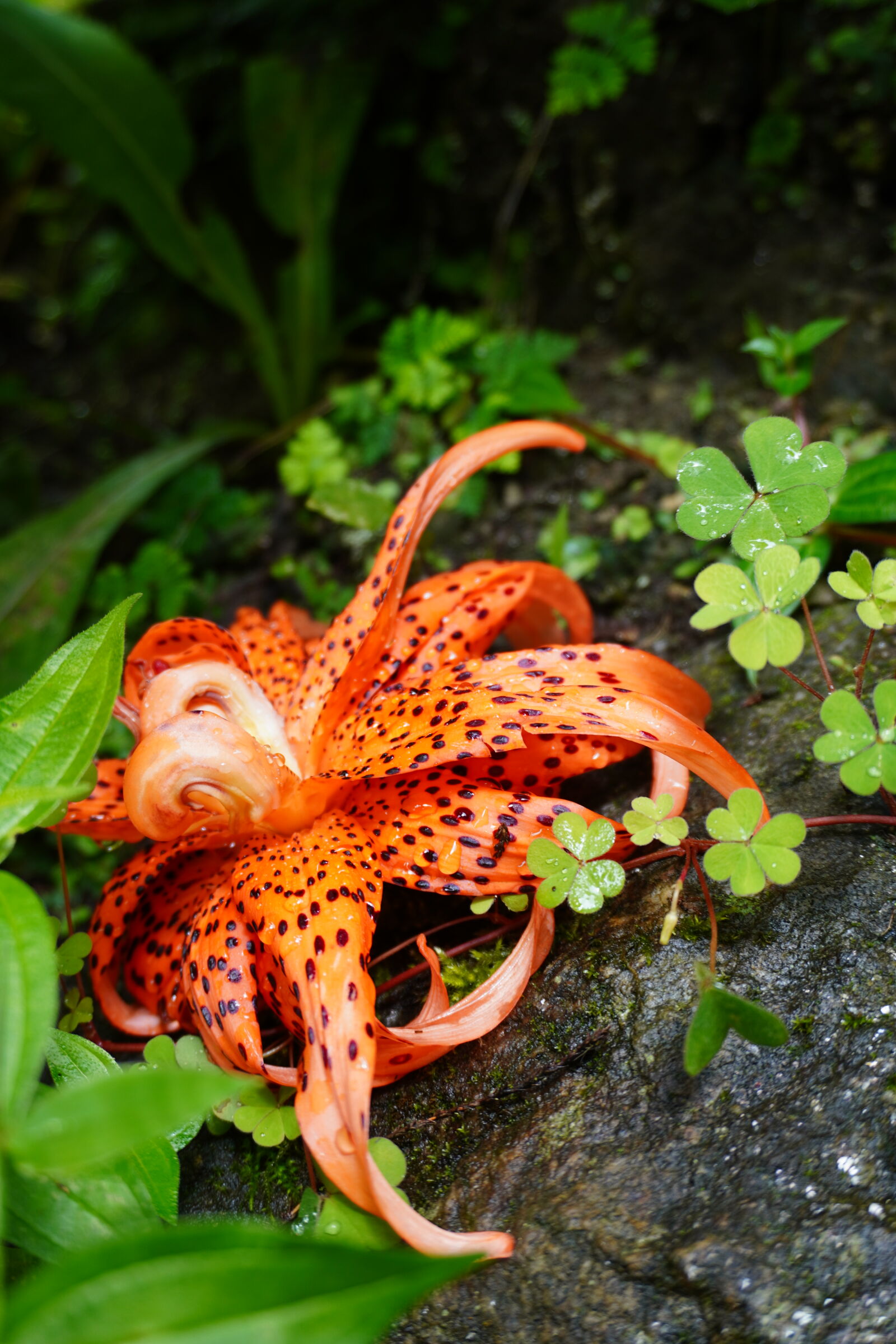 Sony ZV-E10 sample photo. Tiger lilly photography