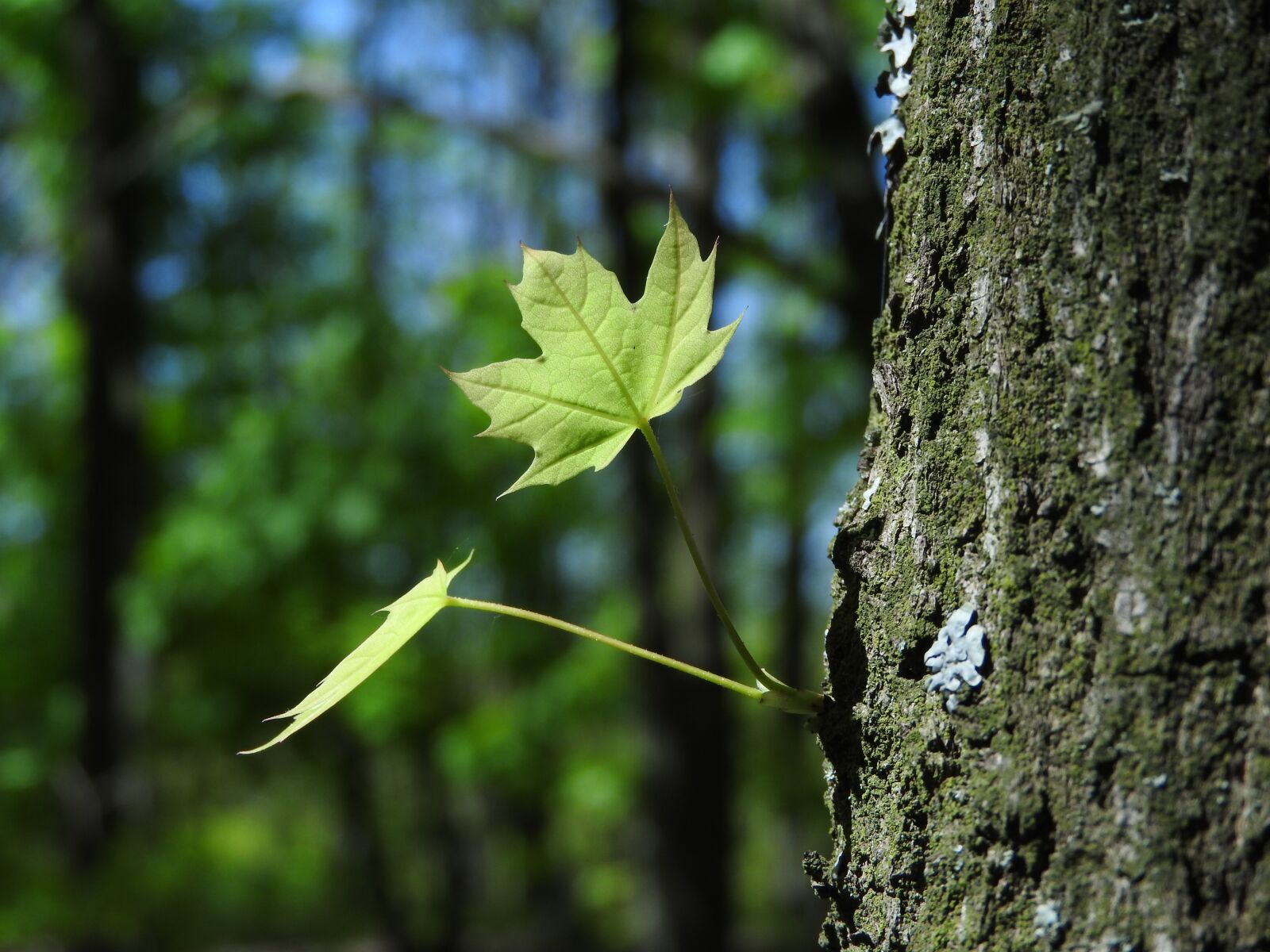 Nikon Coolpix P610 sample photo. Tree, wood, nature photography