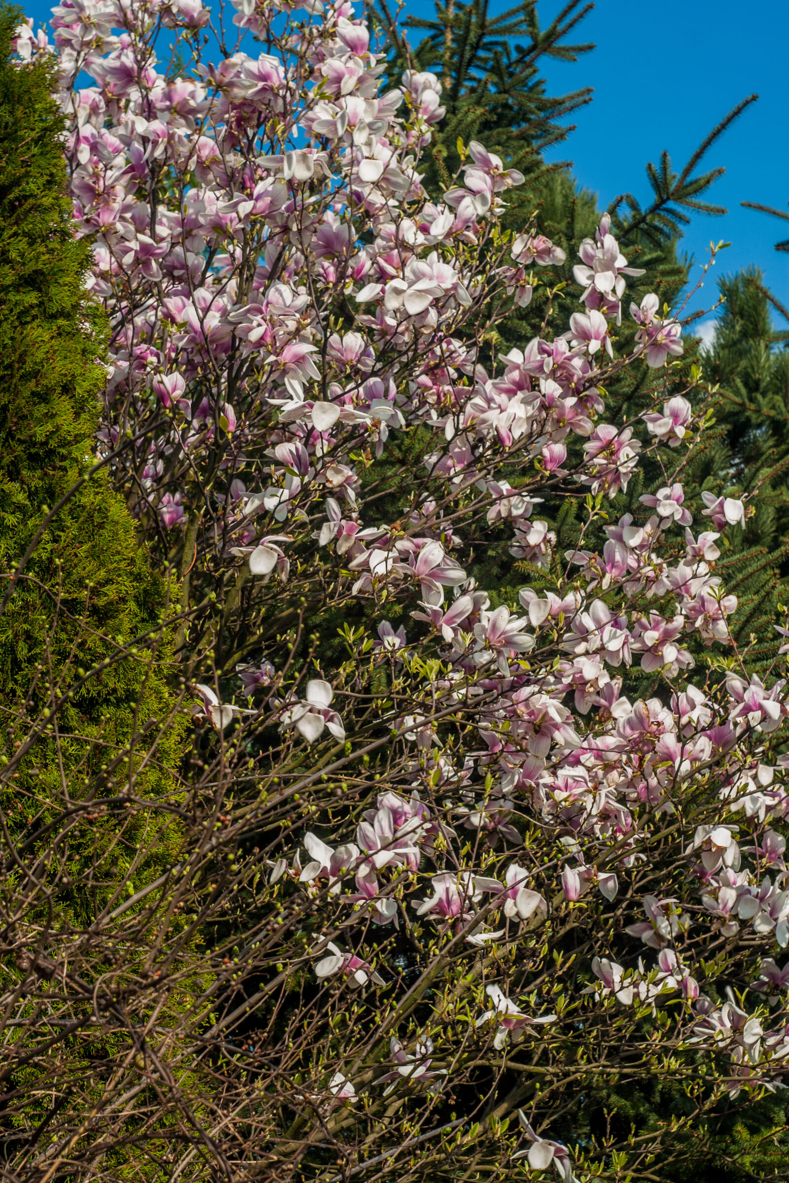 Canon EF 35-80mm f/4-5.6 sample photo. Flowers, magnolia, pink, flowers photography