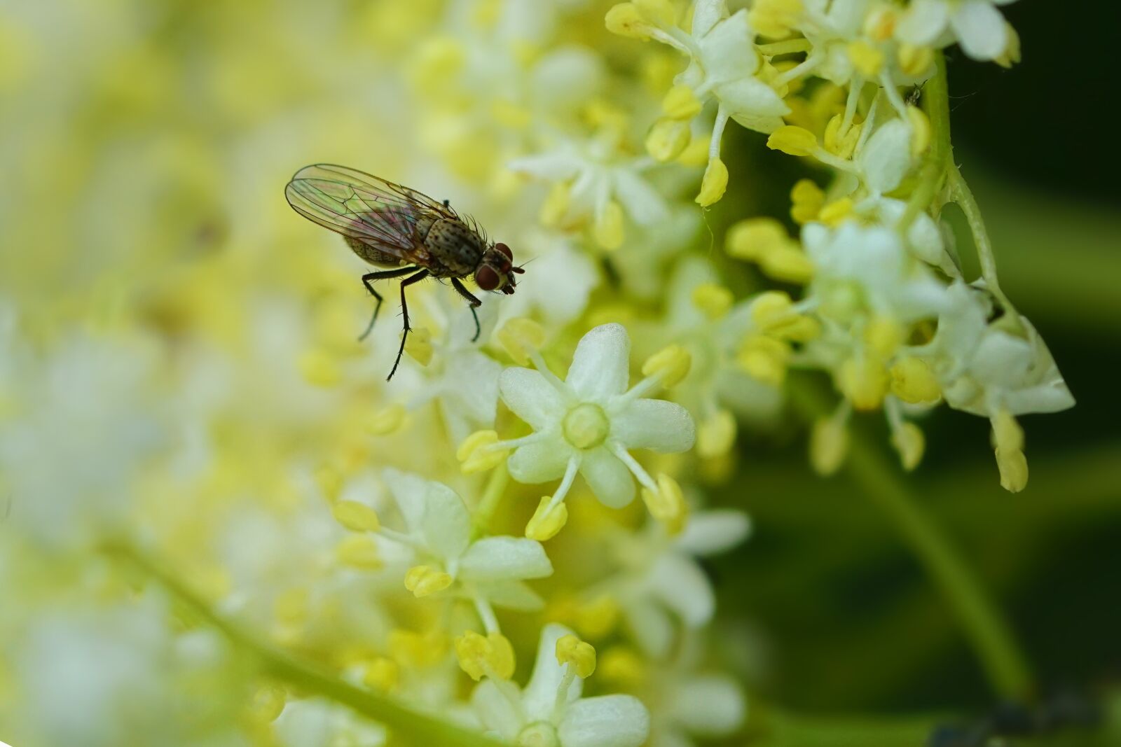 Sony a6000 + Sony FE 90mm F2.8 Macro G OSS sample photo. Insect, fly, elderflower photography