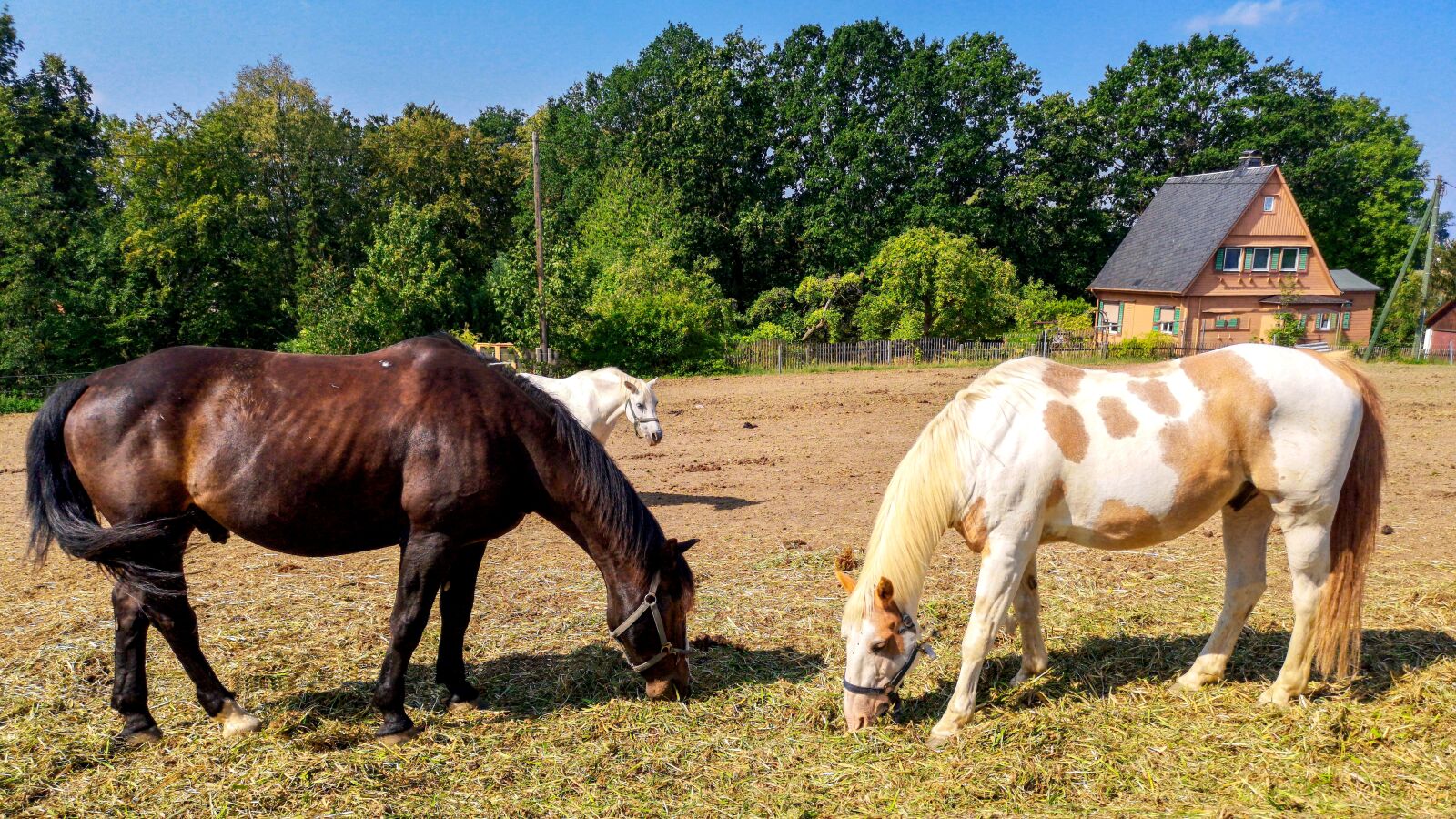 HUAWEI CLT-L29 sample photo. Horses, pasture, horse photography