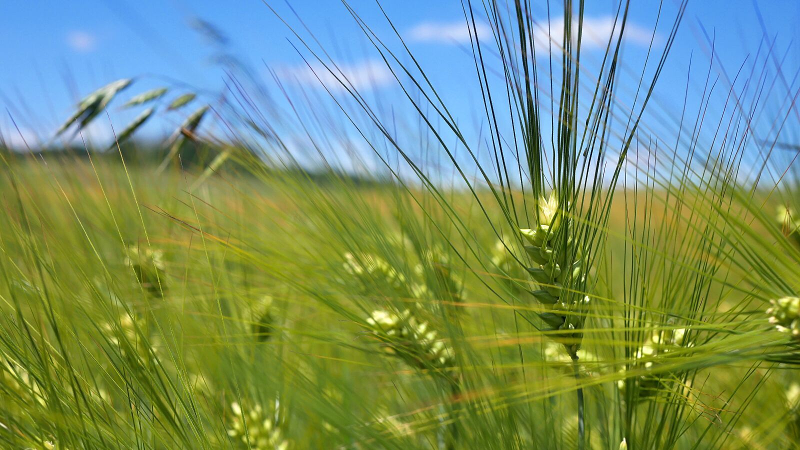 Panasonic Lumix DMC-GX85 (Lumix DMC-GX80 / Lumix DMC-GX7 Mark II) sample photo. Agriculture, cereal, food photography