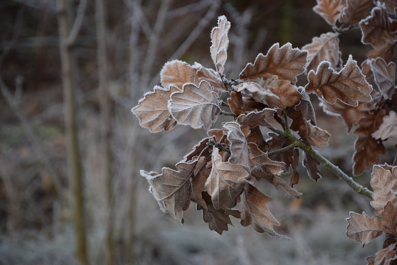 Nikon D5300 sample photo. Oak, foliage, frost photography