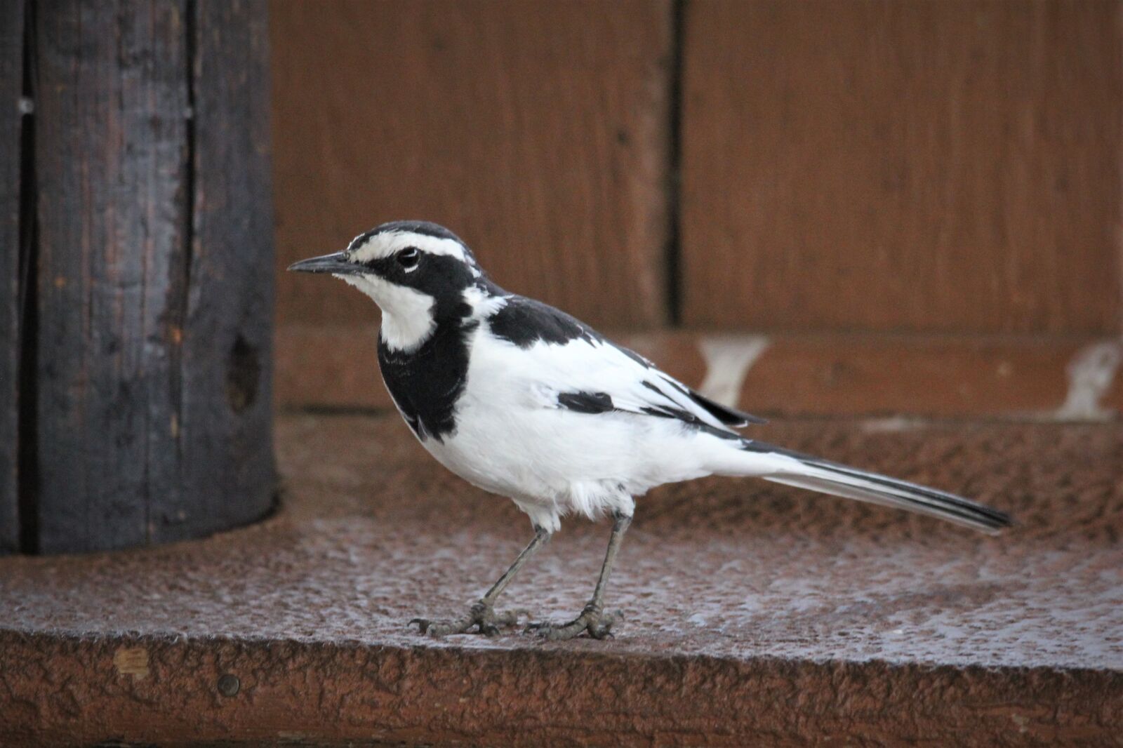 Canon EOS 60D sample photo. Southern, pied babbler, spots photography
