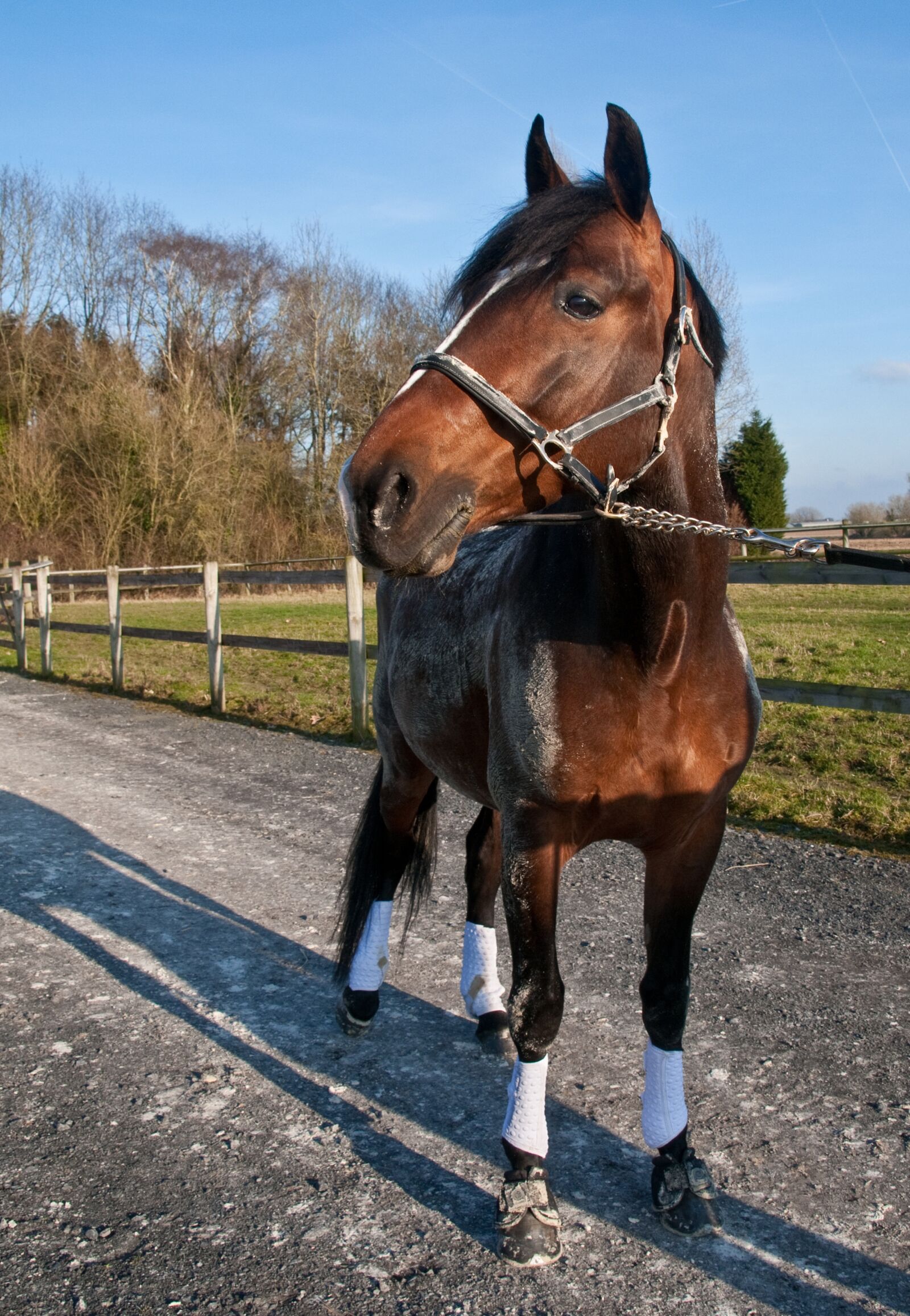 Nikon D300 sample photo. Horse, wide angle, sun photography