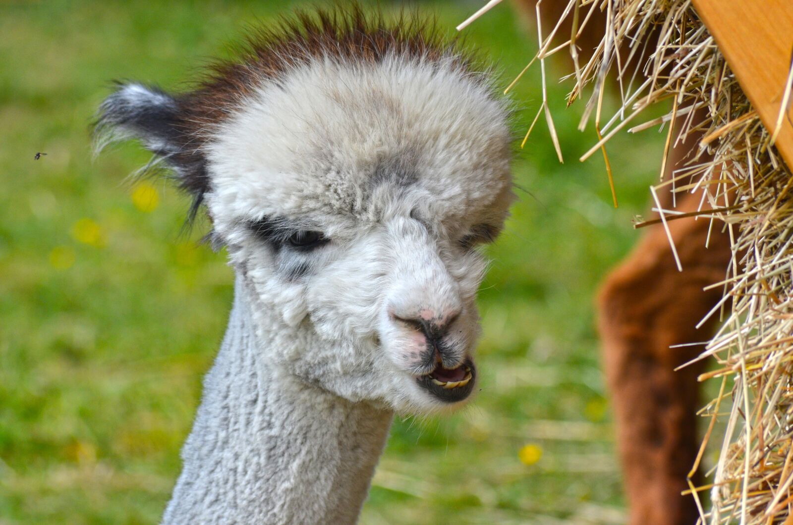 Nikon D5100 sample photo. Alpaca, animal, fluffy photography