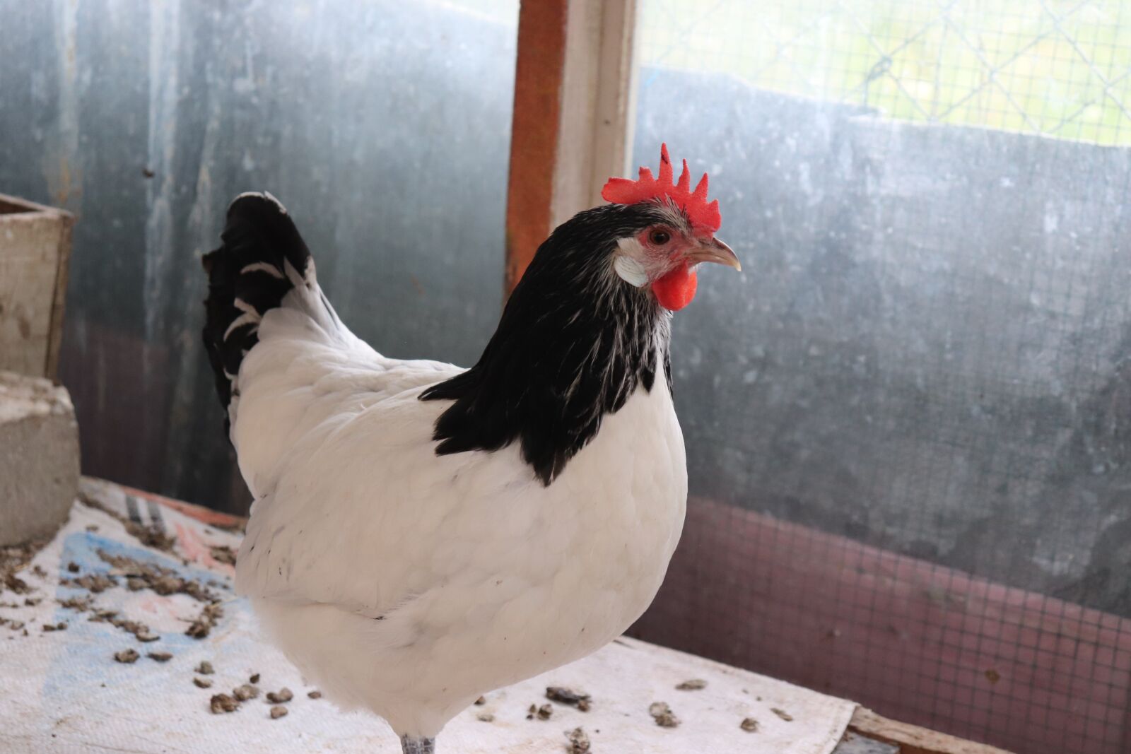 Canon EF-S 18-55mm F4-5.6 IS STM sample photo. Laken valder, chicken, poultry photography