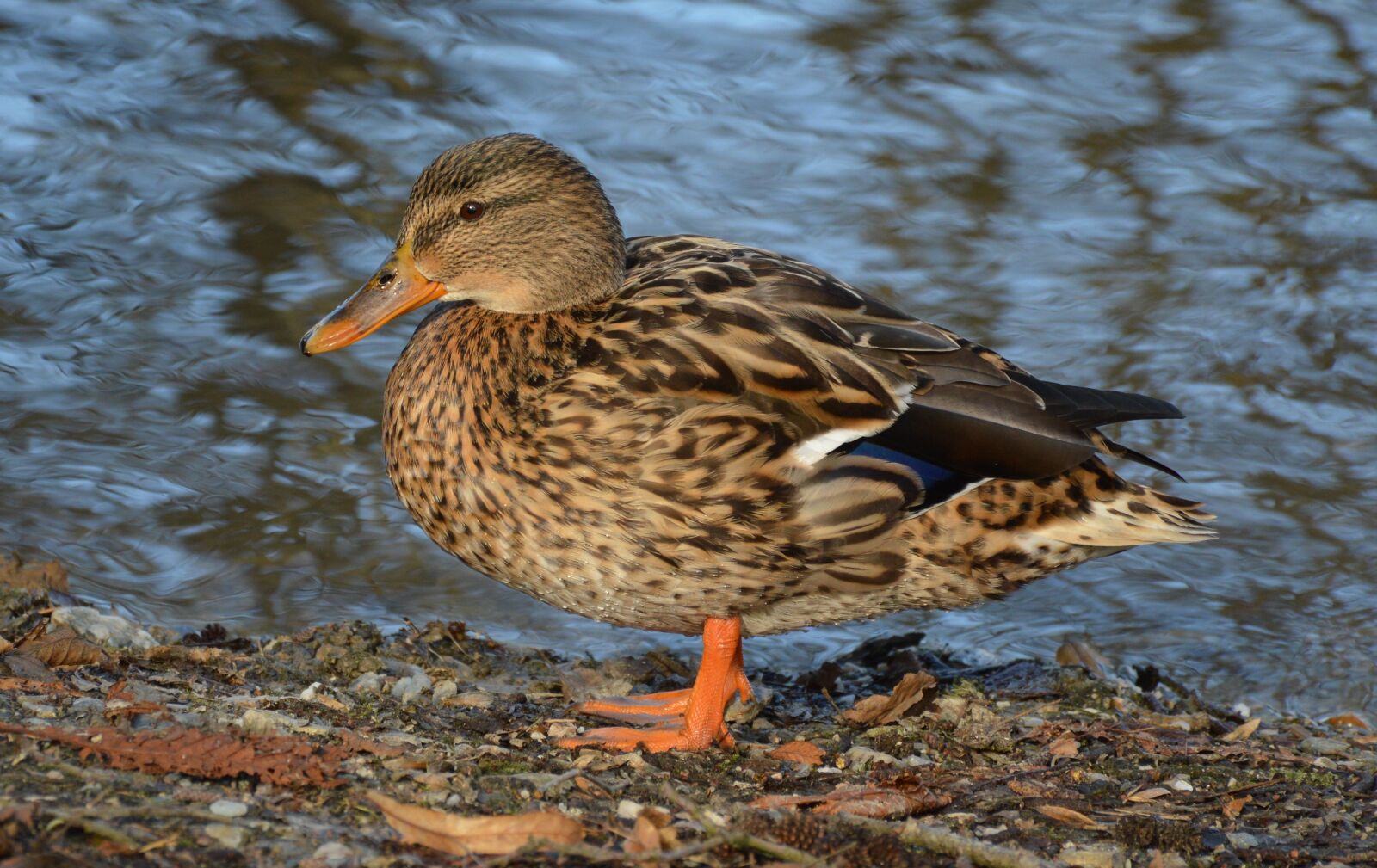 Nikon D3200 sample photo. Bird, duck, animal world photography