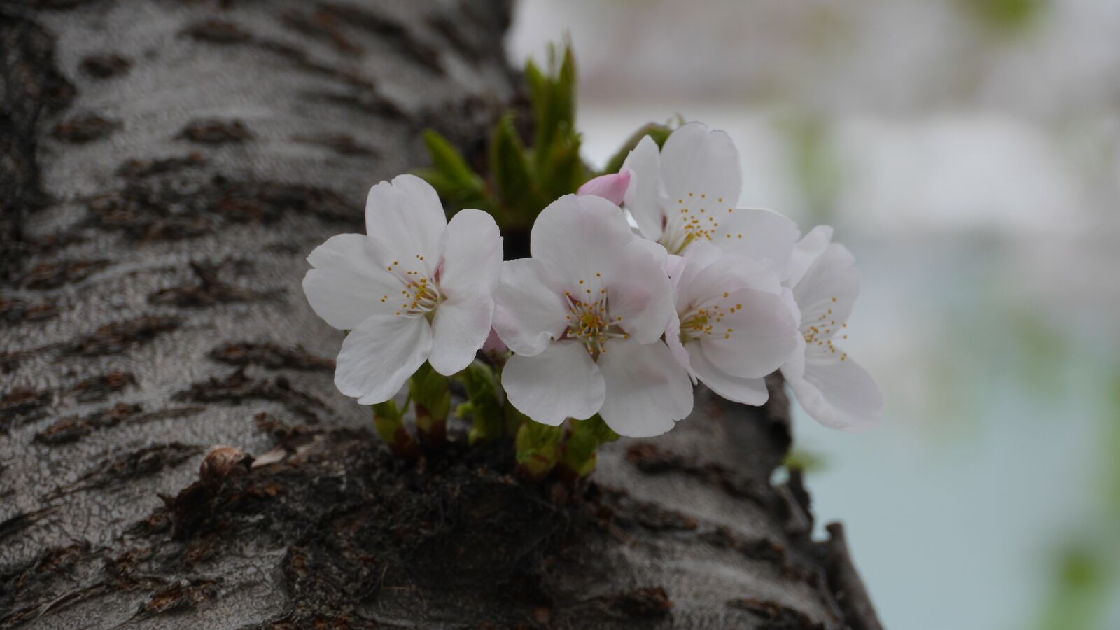 Panasonic Lumix DMC-GH3 sample photo. Leaf, plants, nature photography